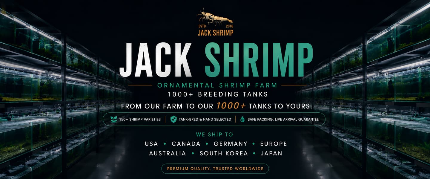 Tép cảnh JackShrimp