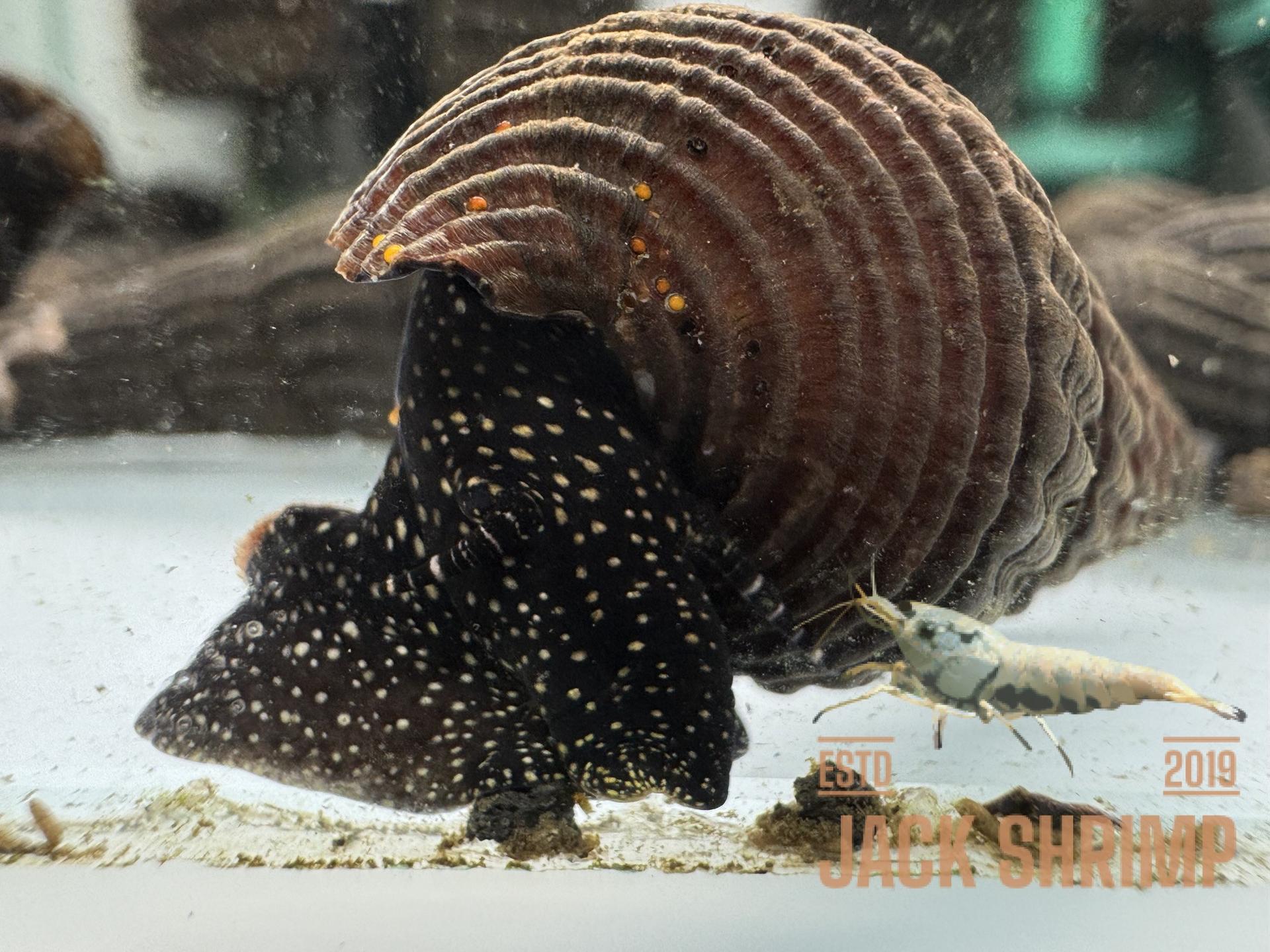 Ốc Sula Chấm Trắng