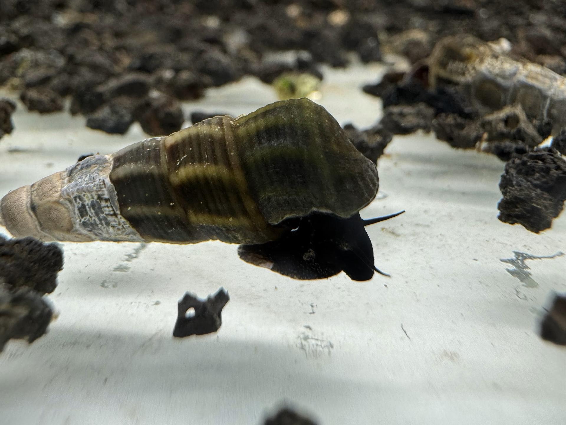 Ốc Sula Black Tominanga
