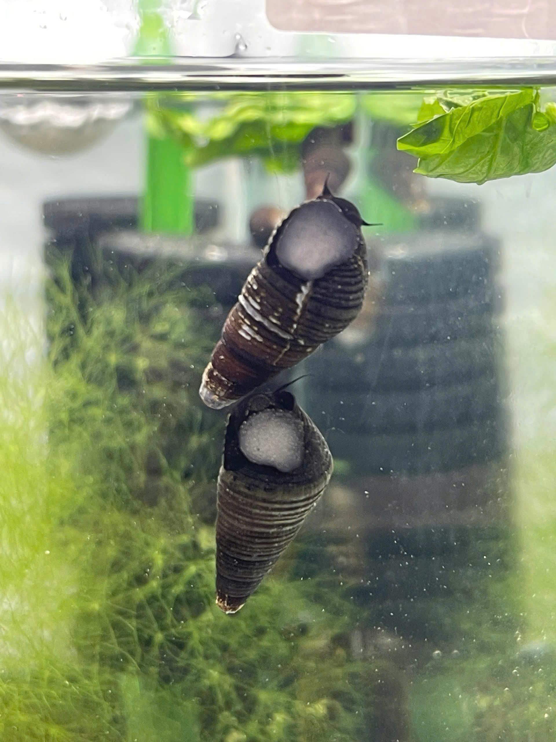 Ốc Sula Black Dov
