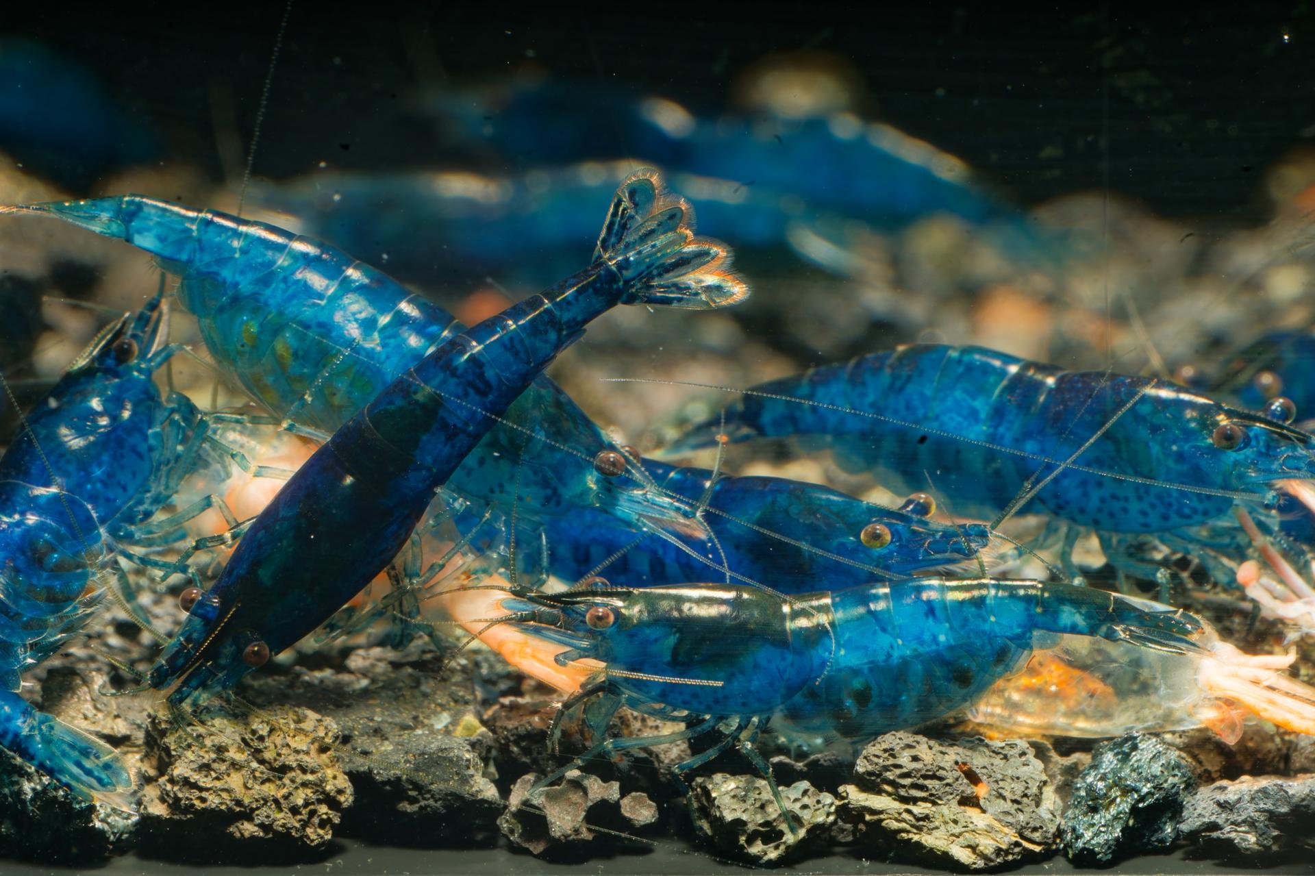 Neos Blue Dream 4