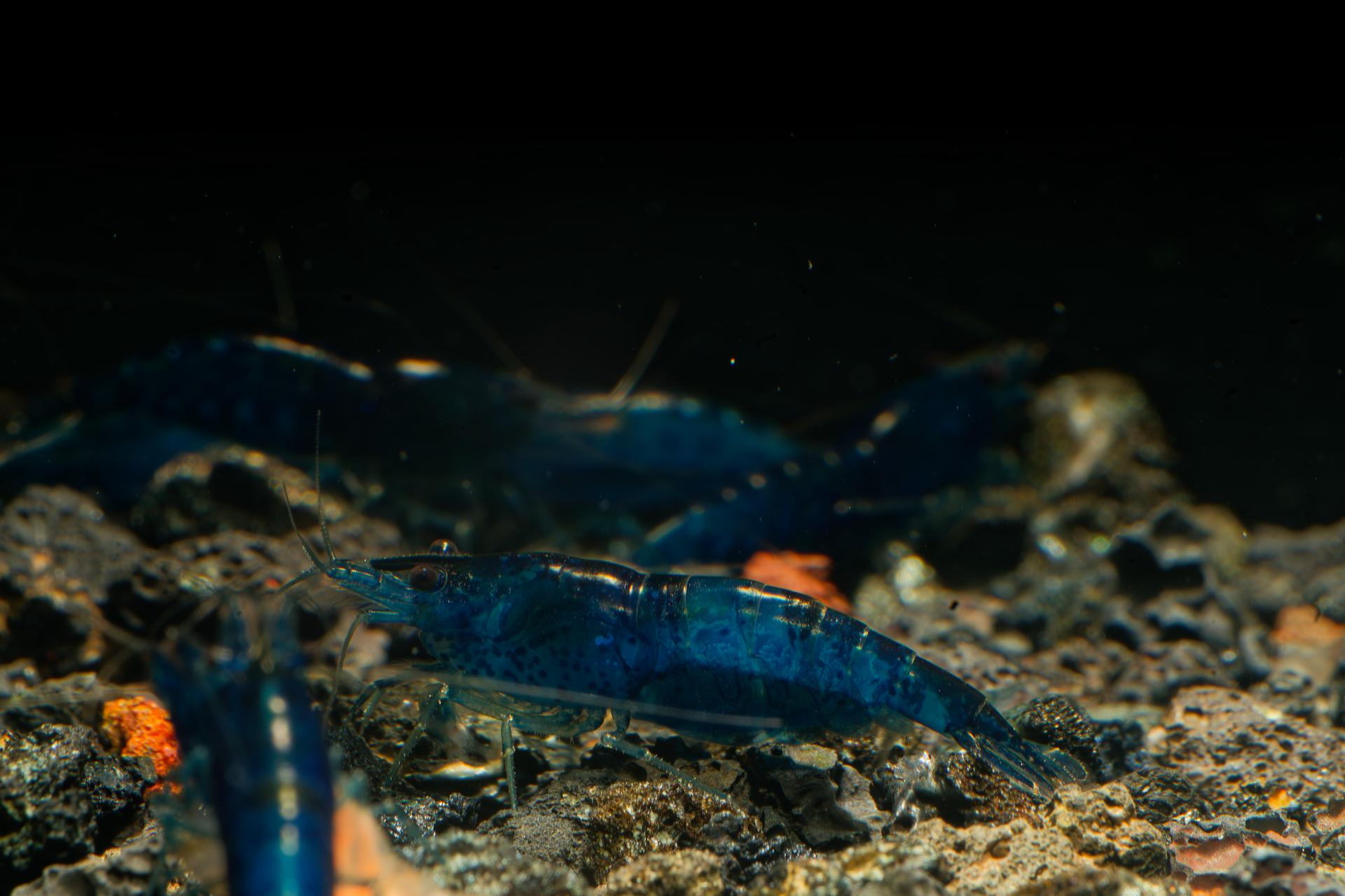 Neos Blue Dream 9