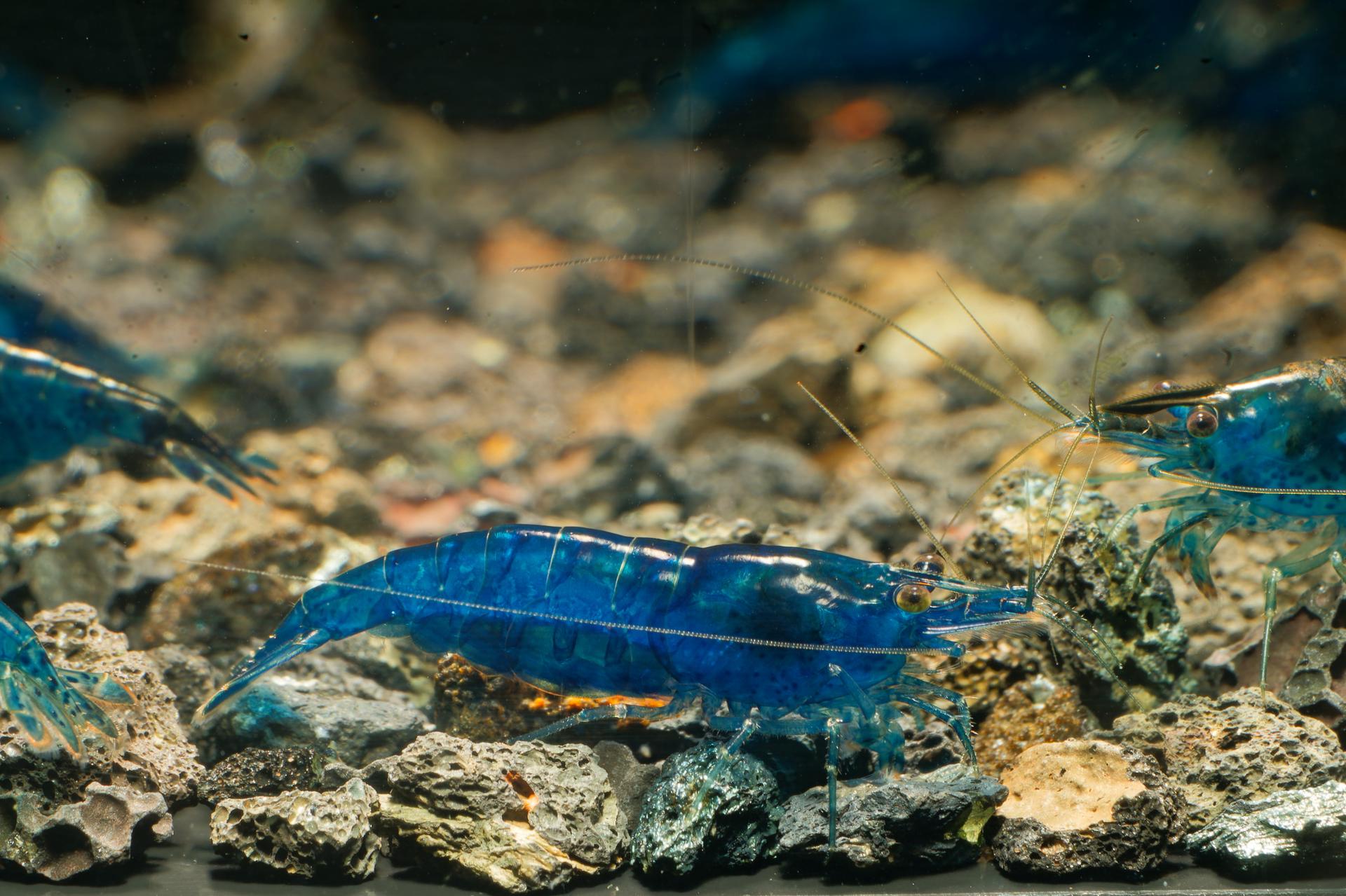 Neos Blue Dream 10