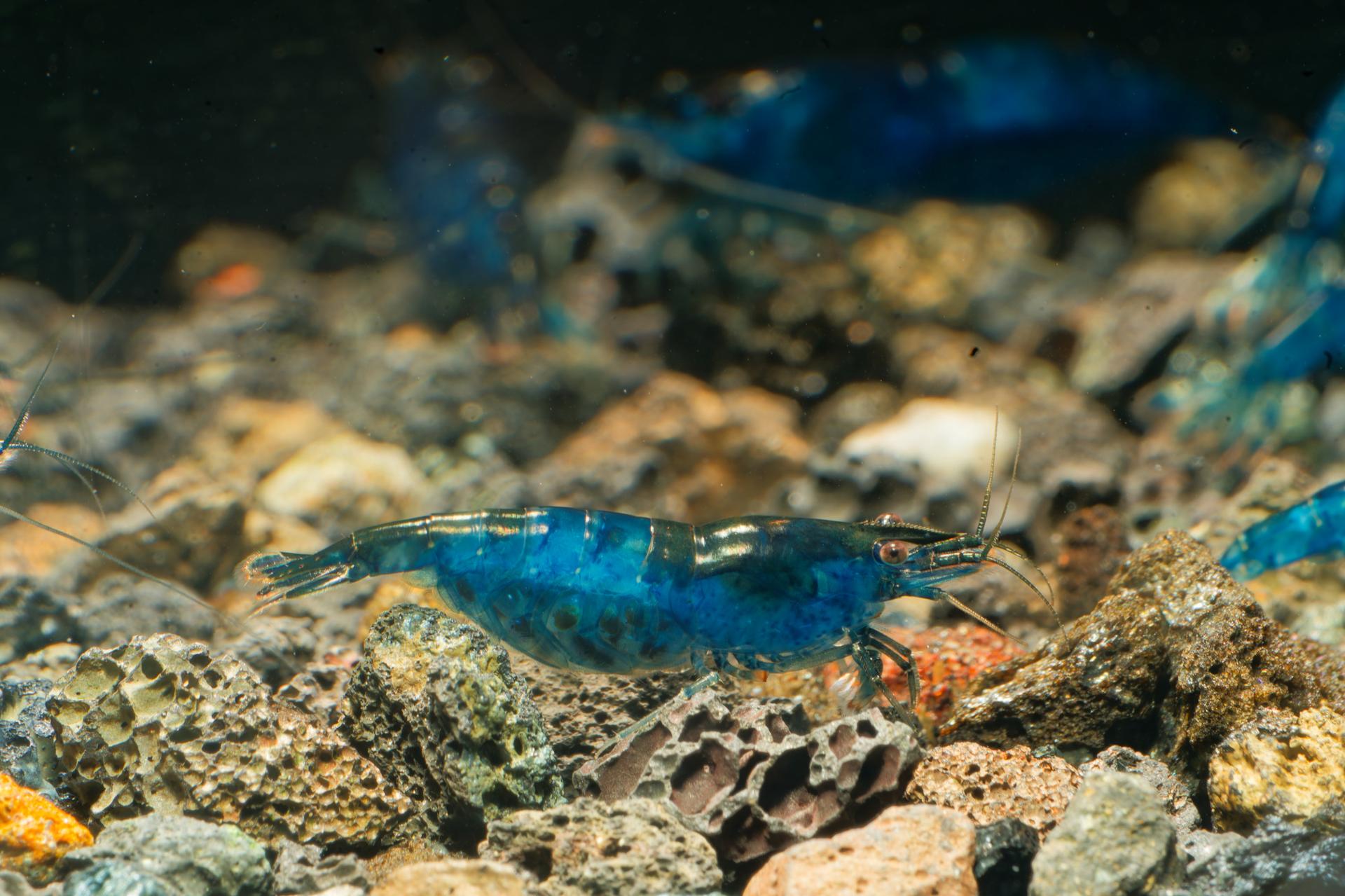 Neos Blue Dream