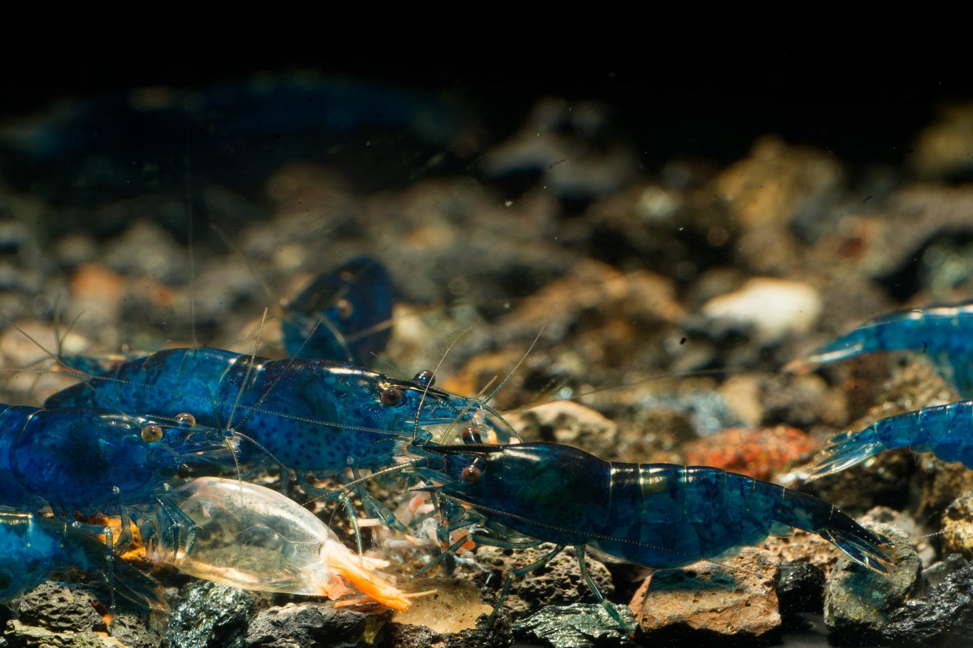 Neos Blue Dream 5