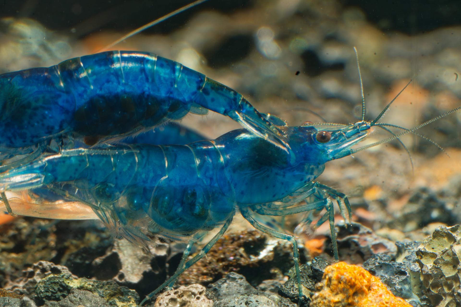 Neos Blue Dream