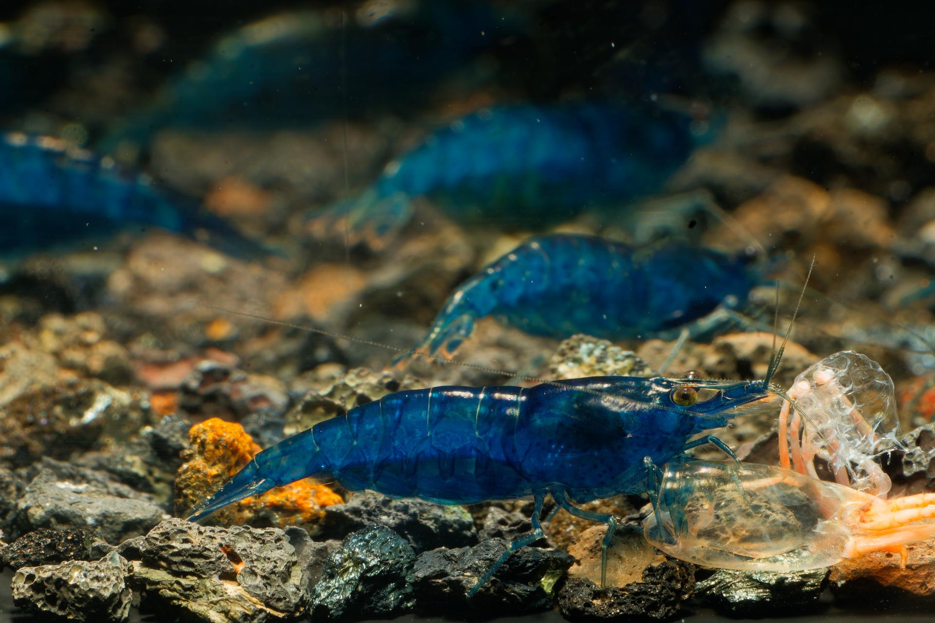 Neos Blue Dream 8