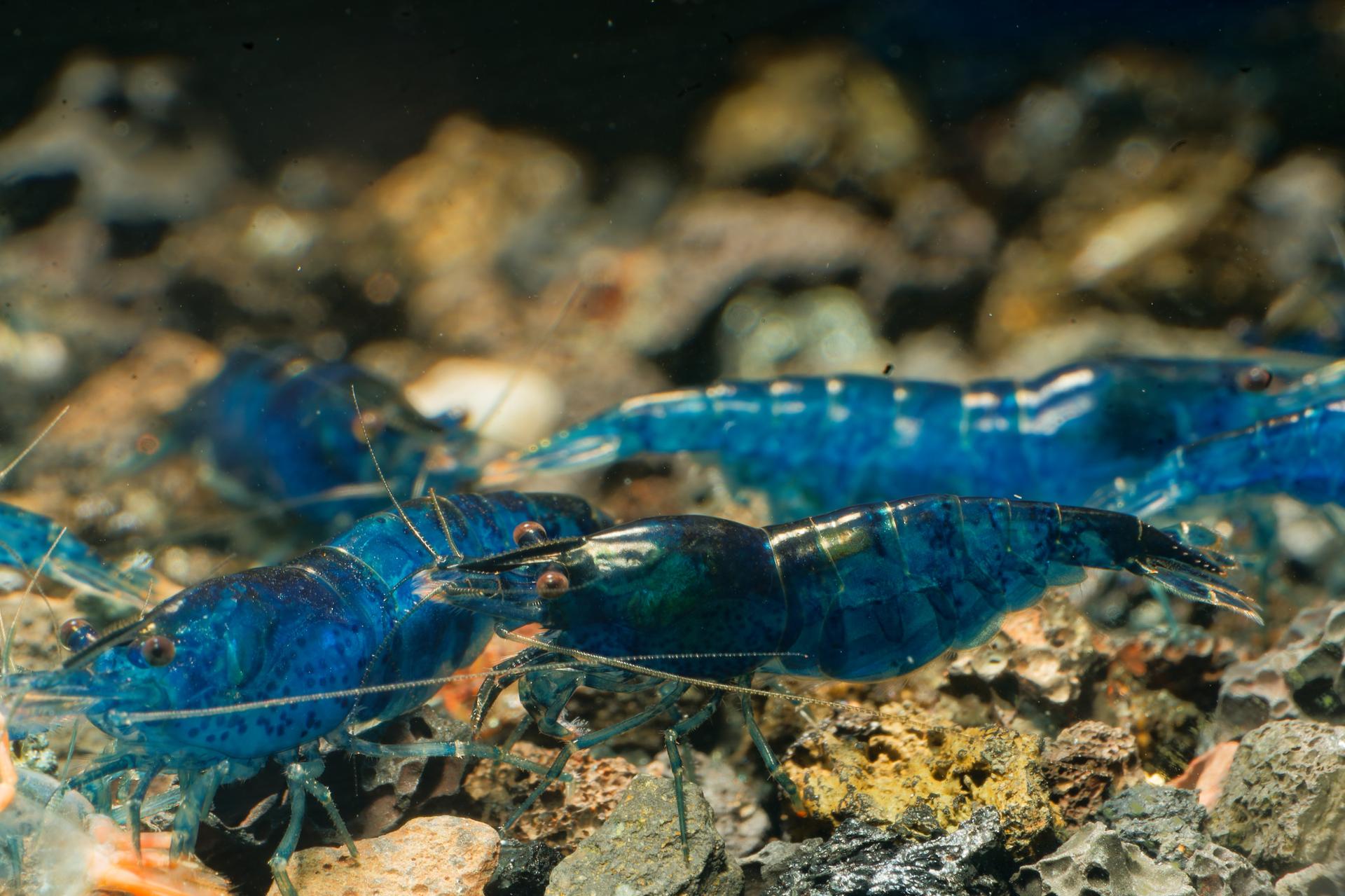 Neos Blue Dream 7