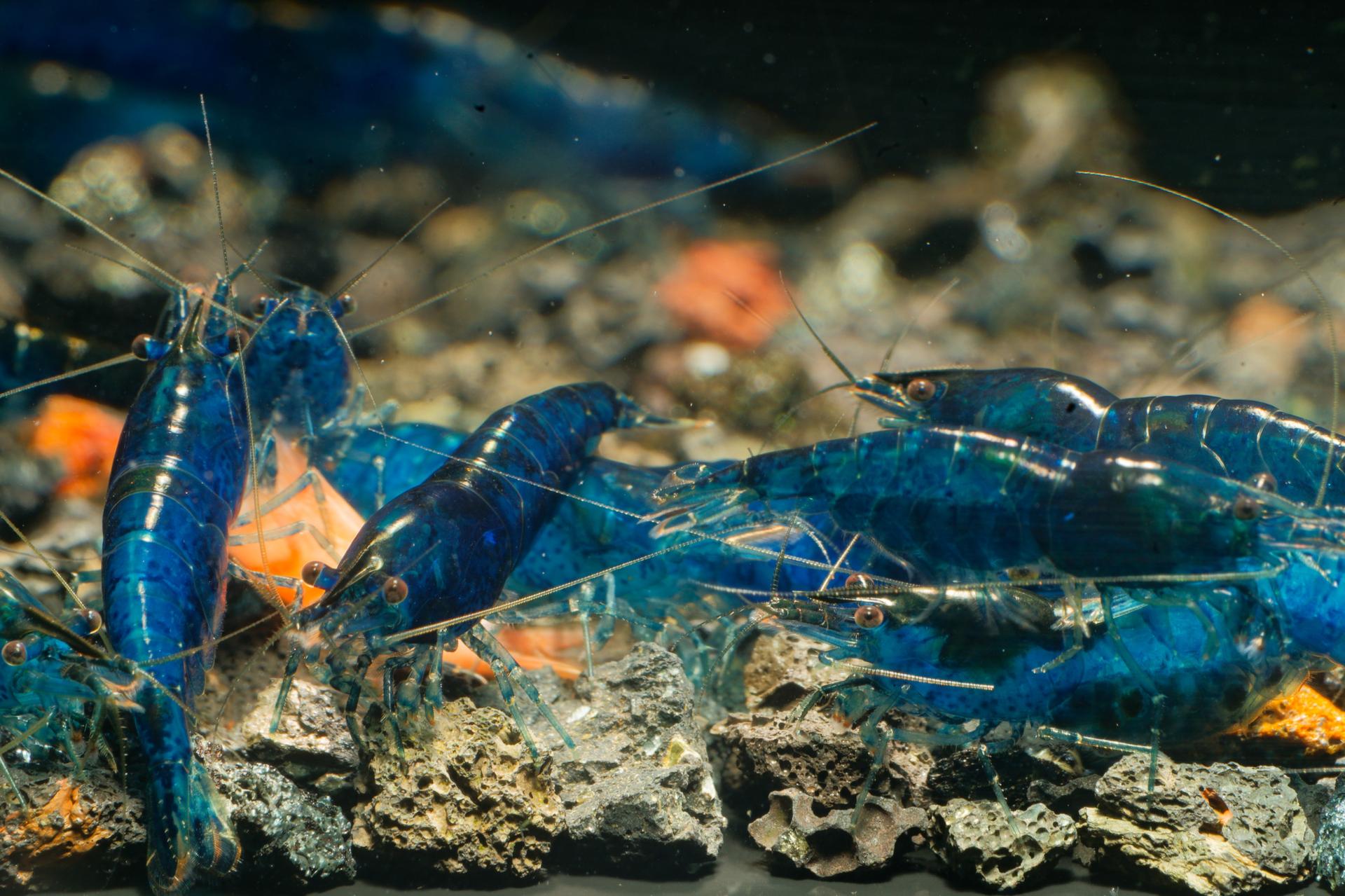 Neos Blue Dream 6