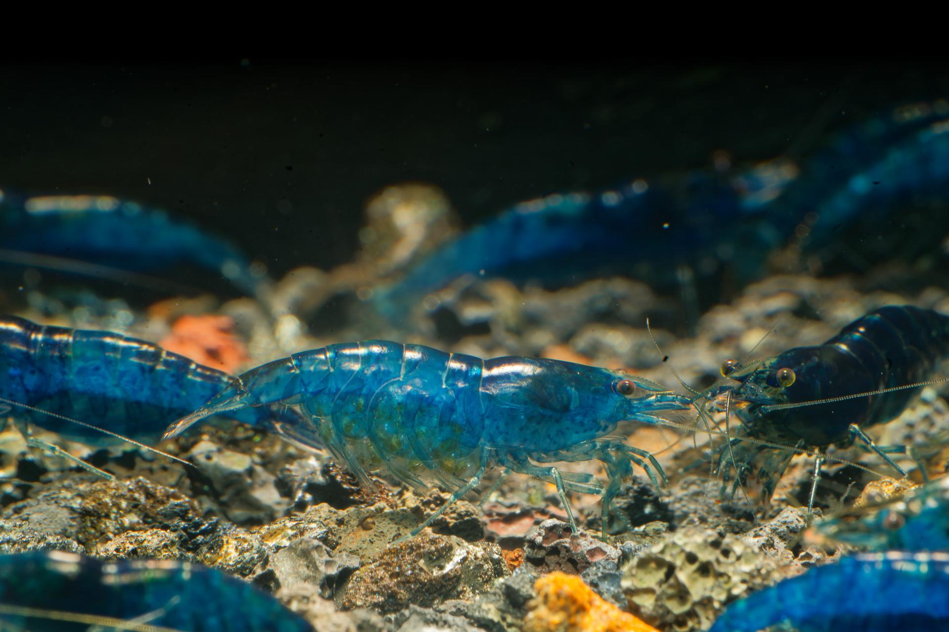 Neos Blue Dream 11