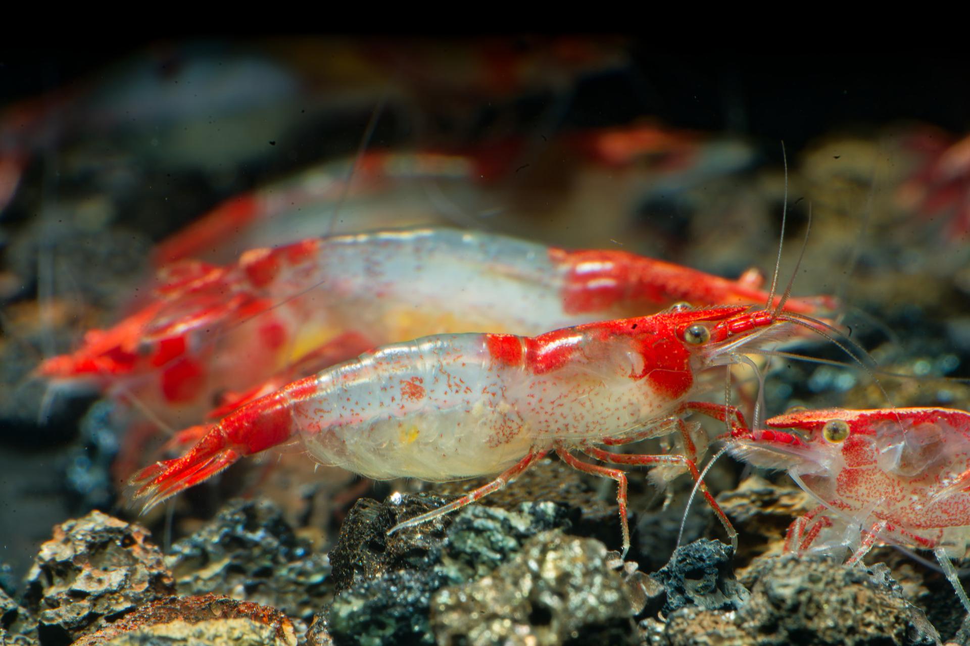 Neos Red Rili 4