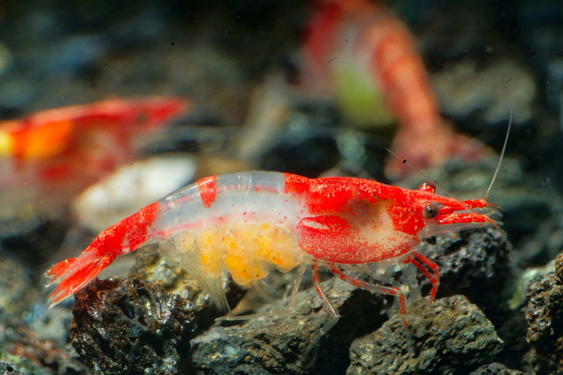 Neos Red Rili 11