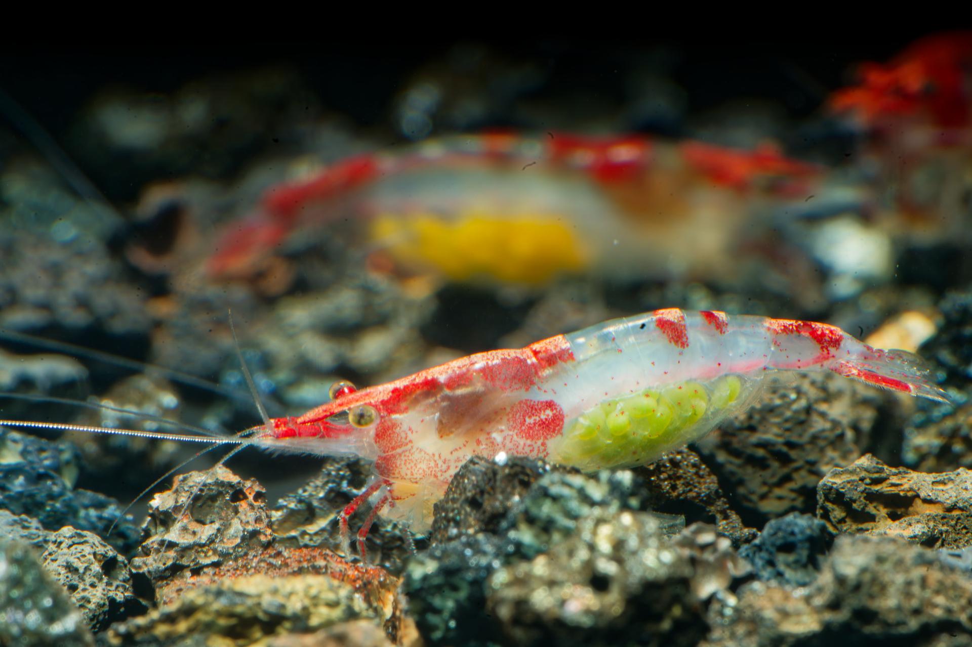 Neos Red Rili 9