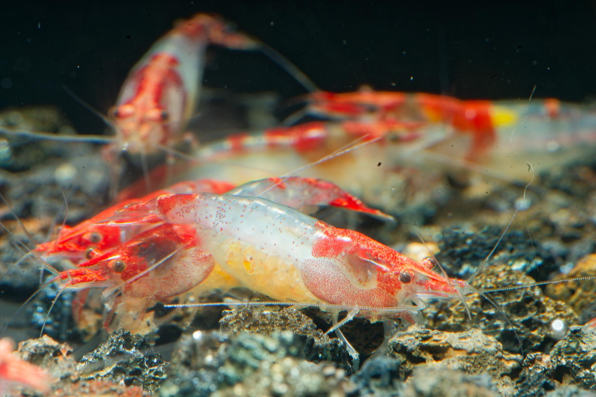 Neos Red Rili