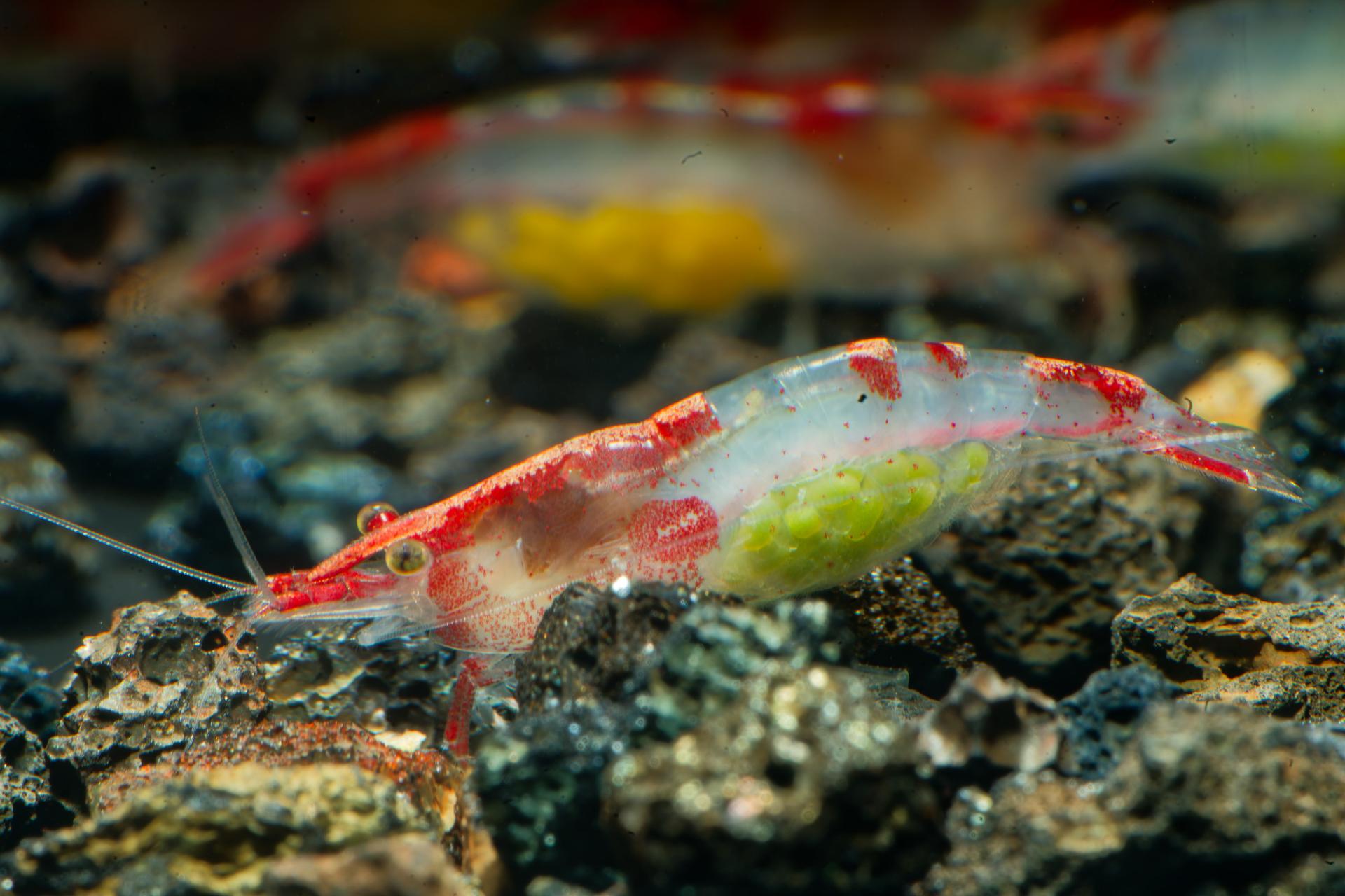 Neos Red Rili 10