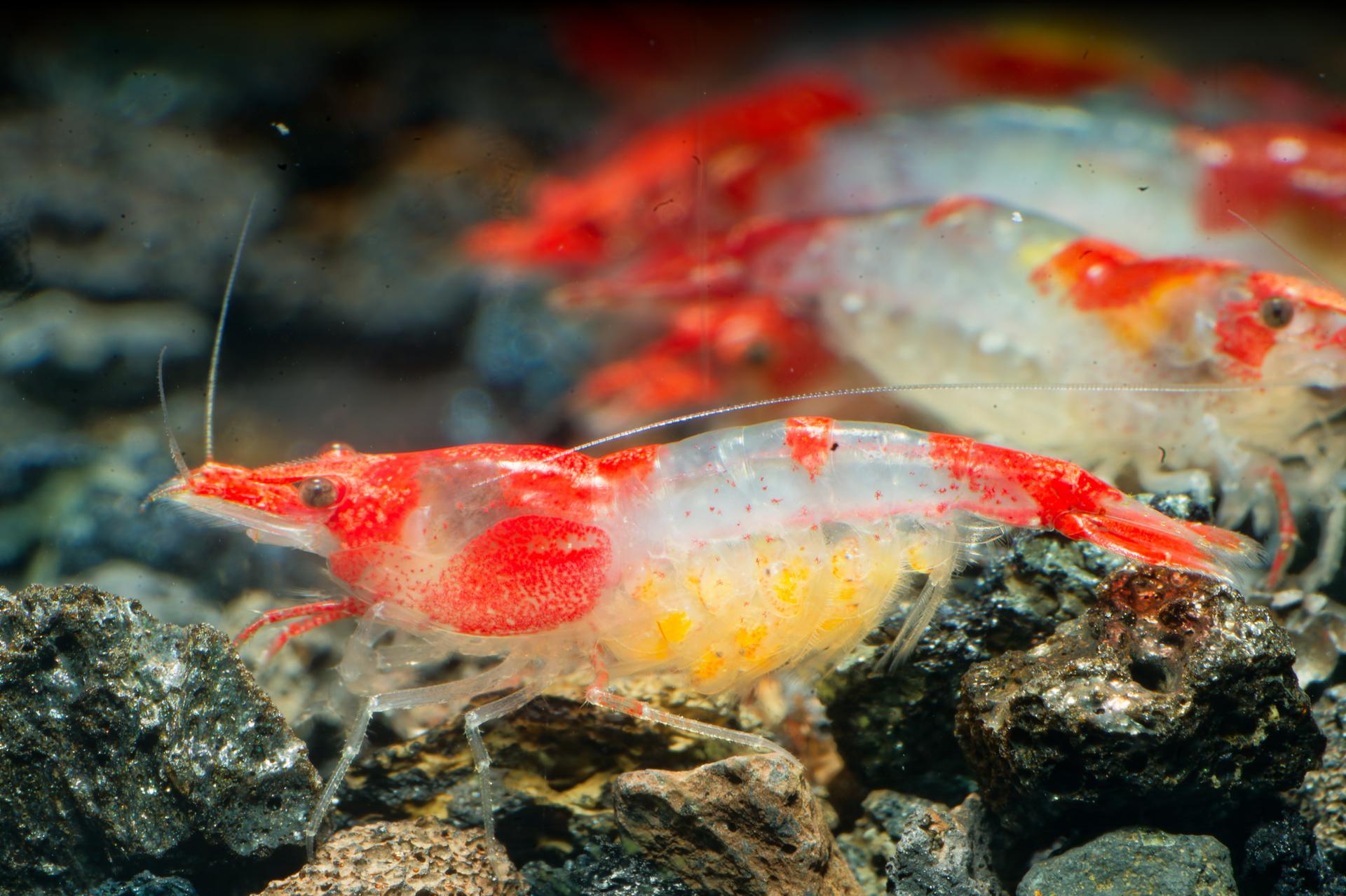 Neos Red Rili 2