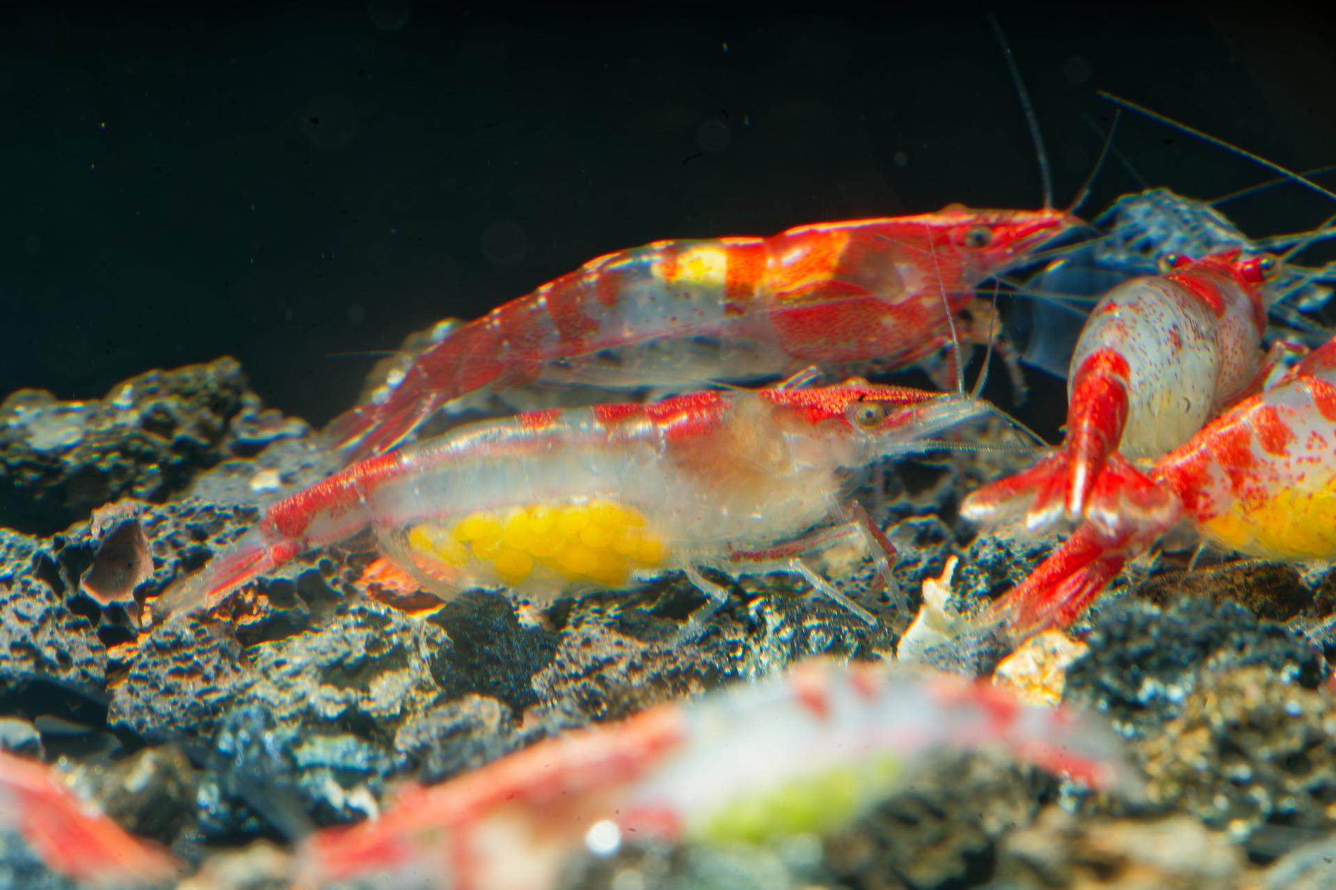 Neos Red Rili 8