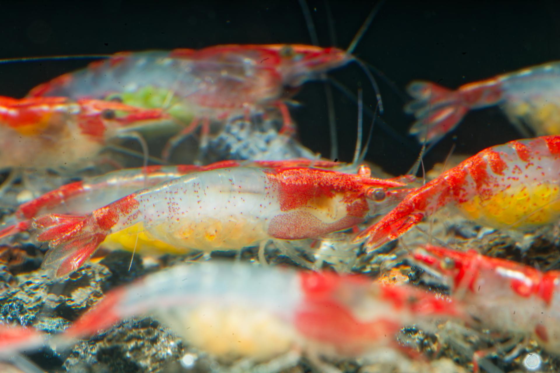 Neos Red Rili 7