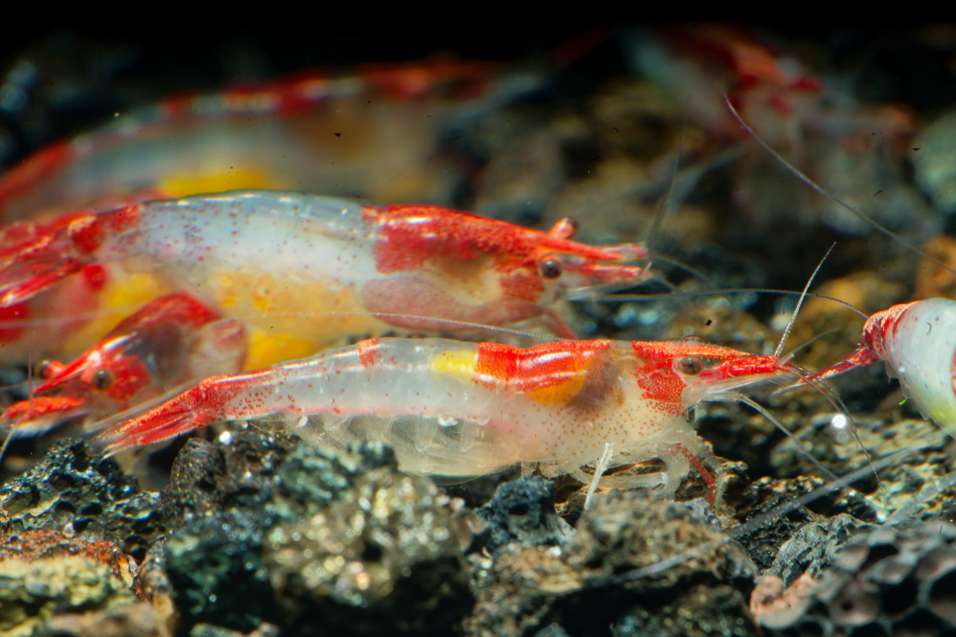Neos Red Rili