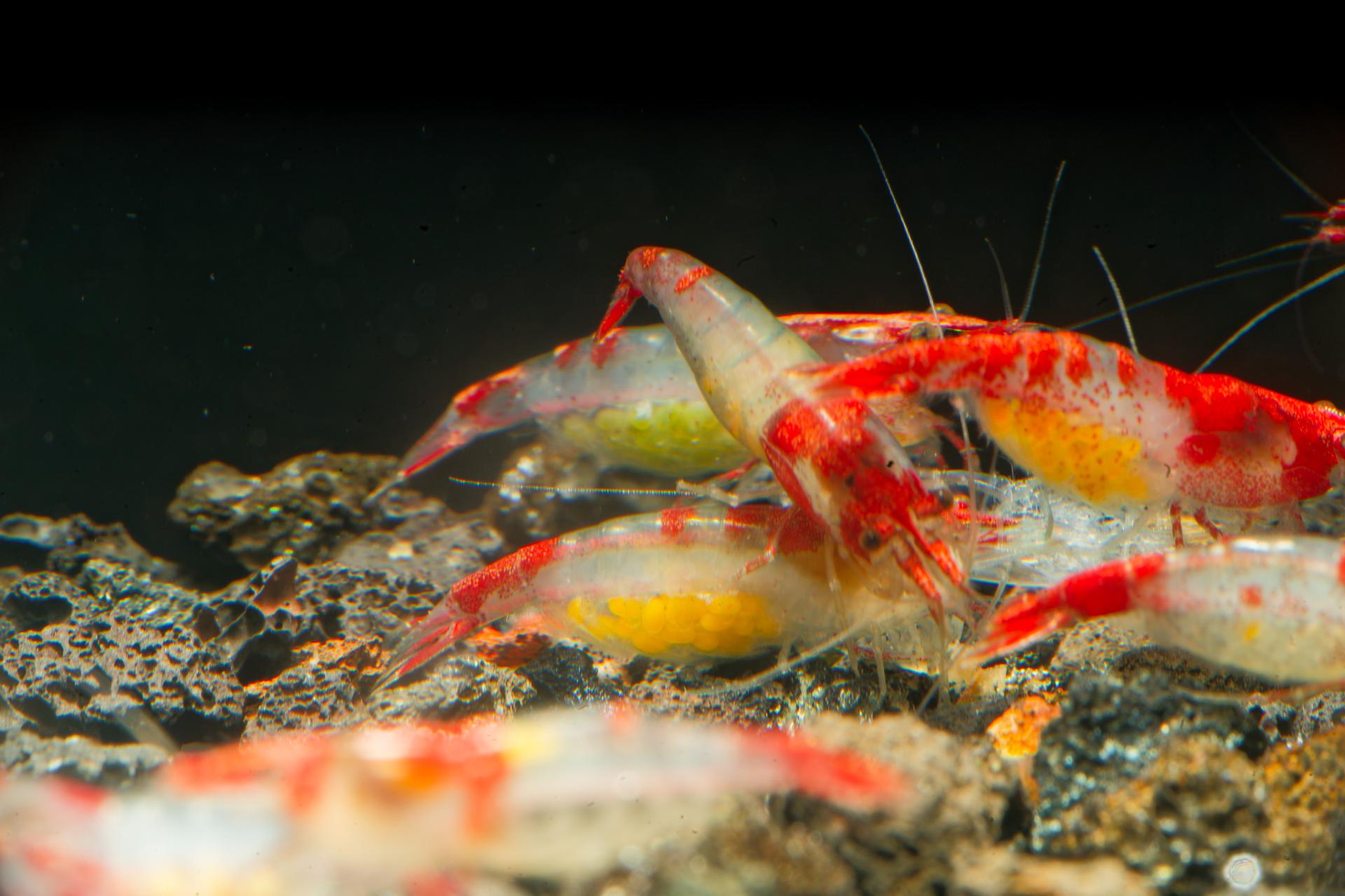 Neos Red Rili 5