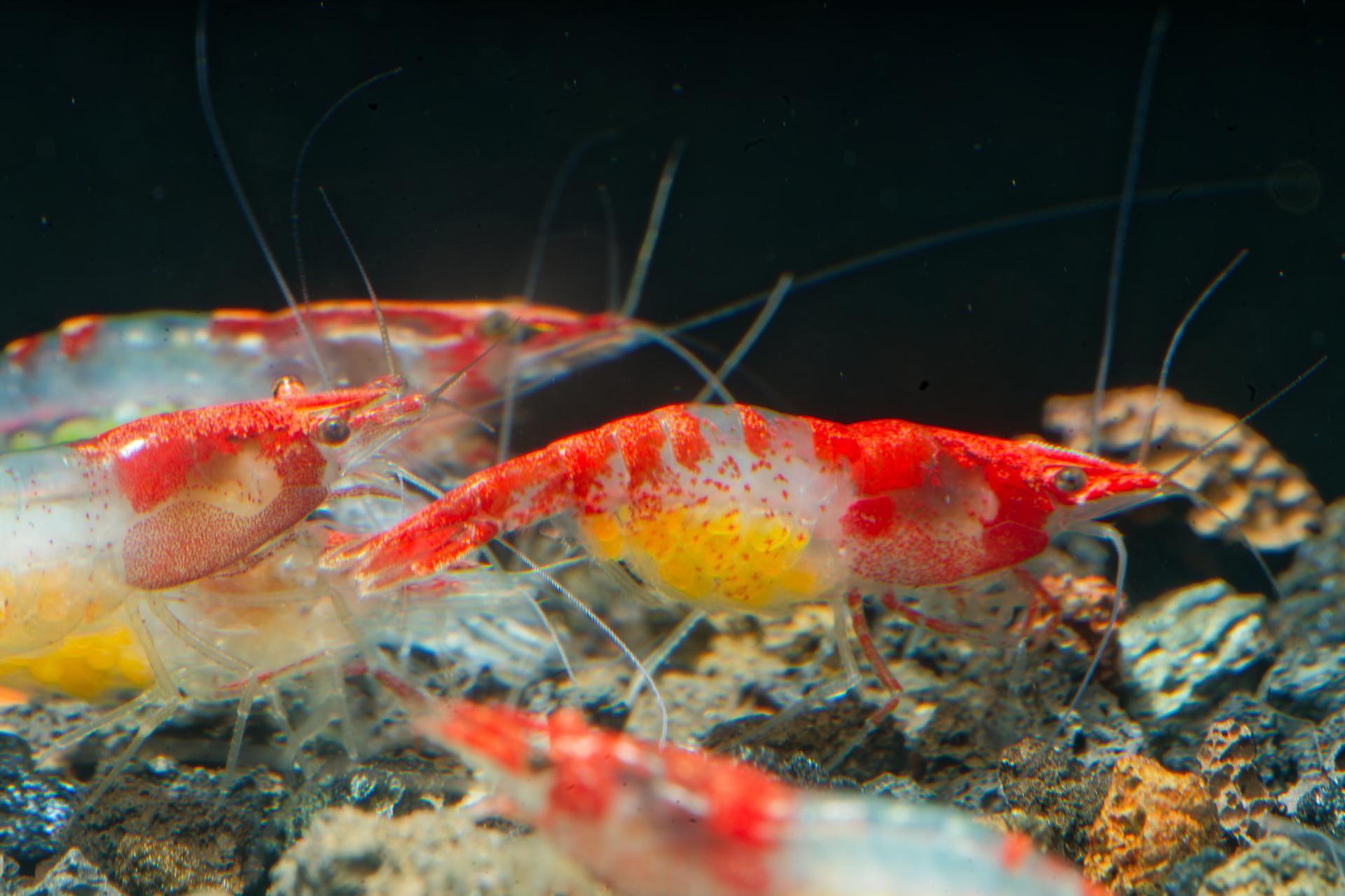 Neos Red Rili 6