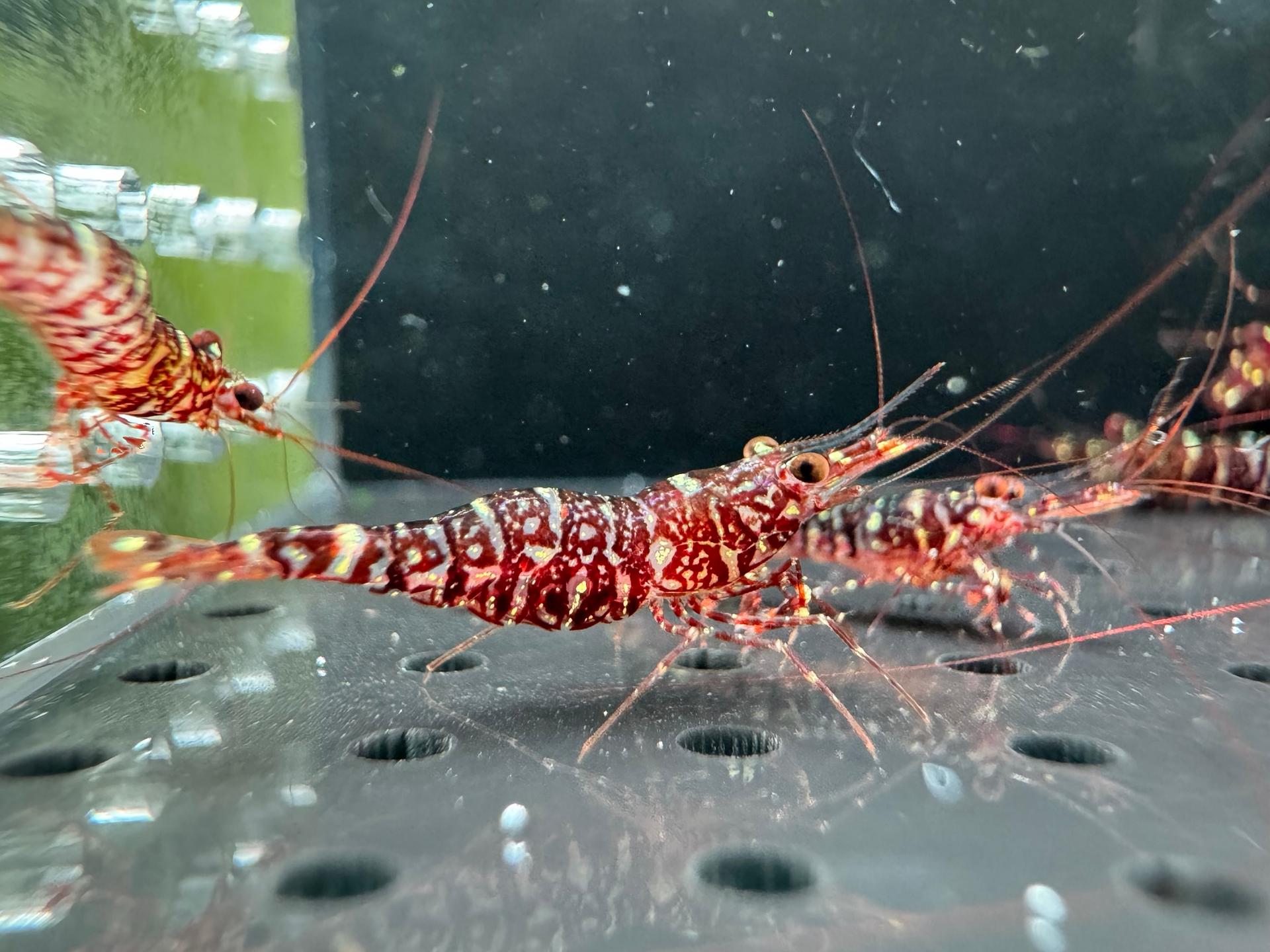 Zebra Orchid Caridina Glaubrechti