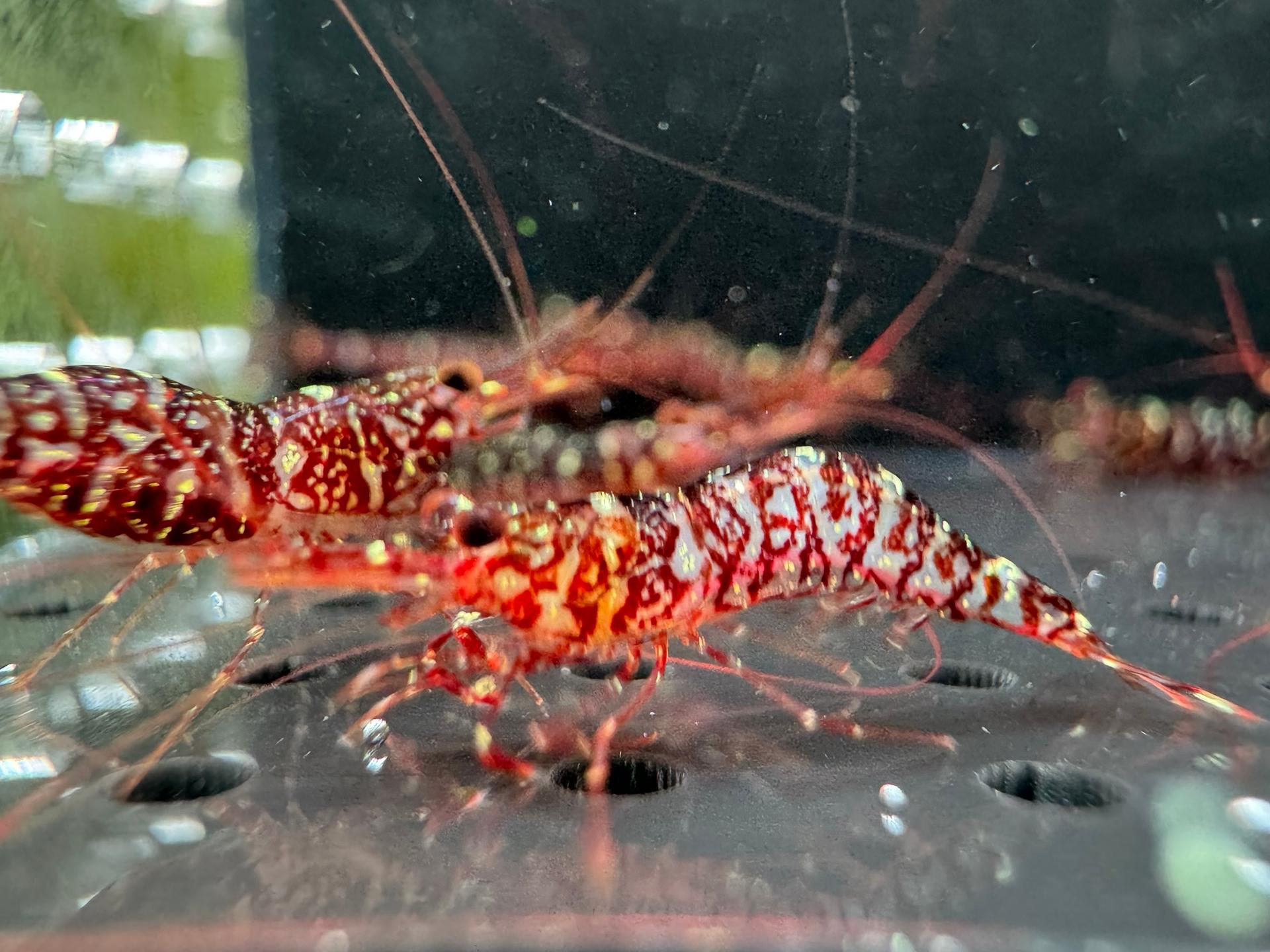 Zebra Orchid Jack Shrimp
