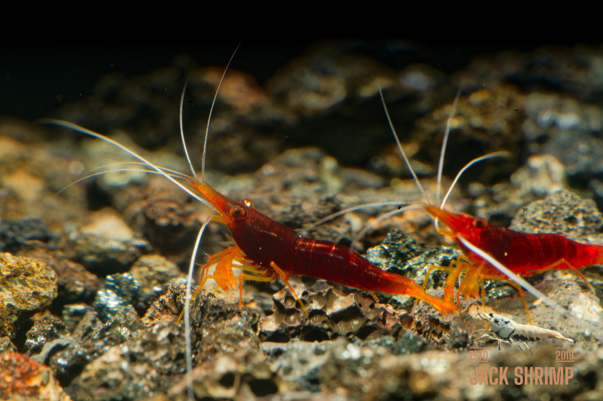 Yellow Nose (Caridina spinata) 3