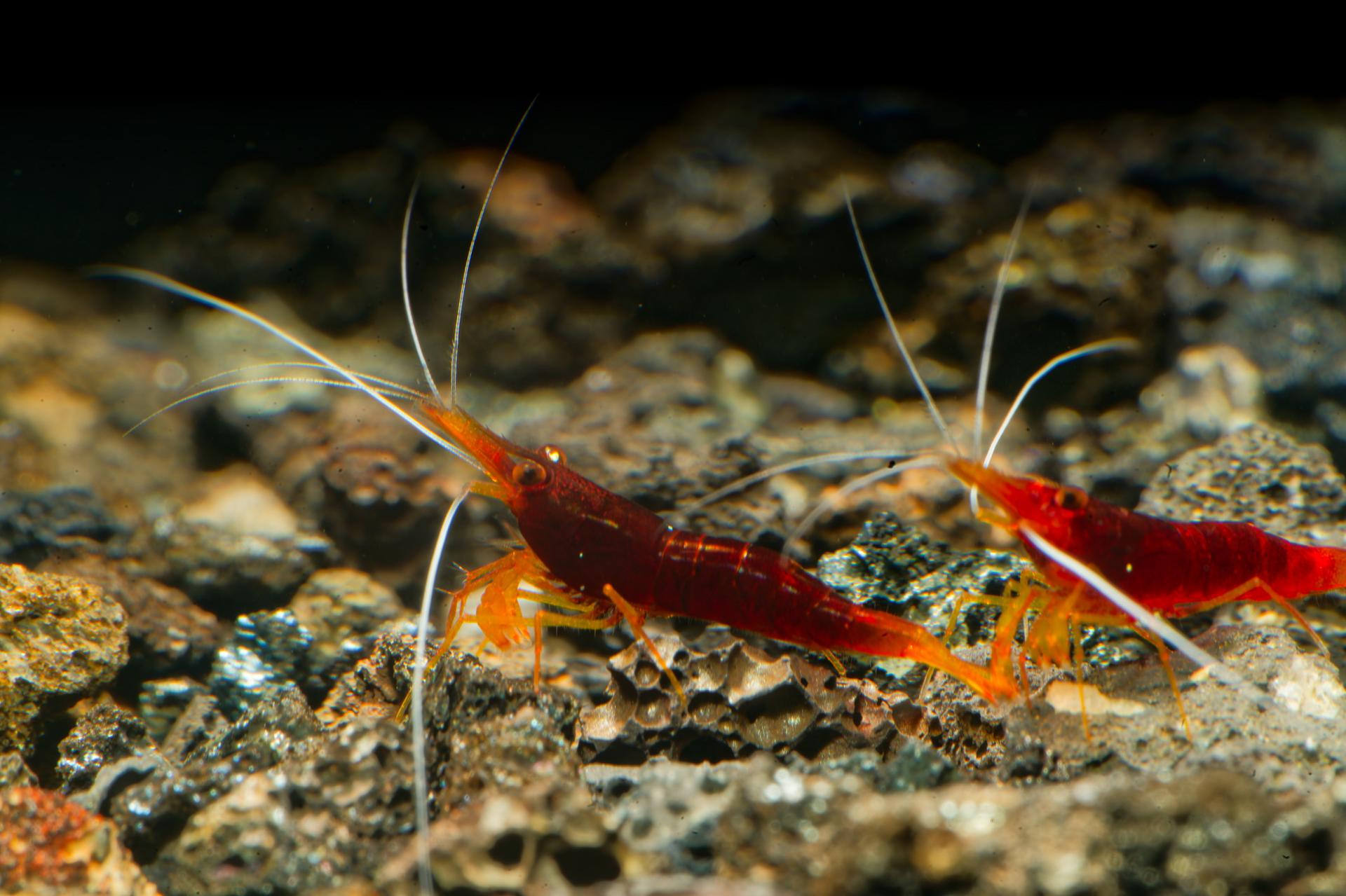 Yellow Nose (Caridina spinata) 4