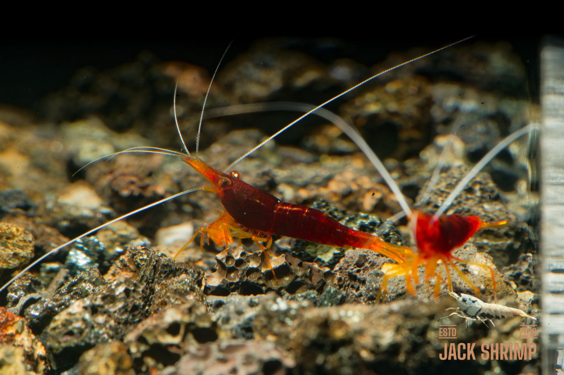 Yellow Nose (Caridina spinata) 2