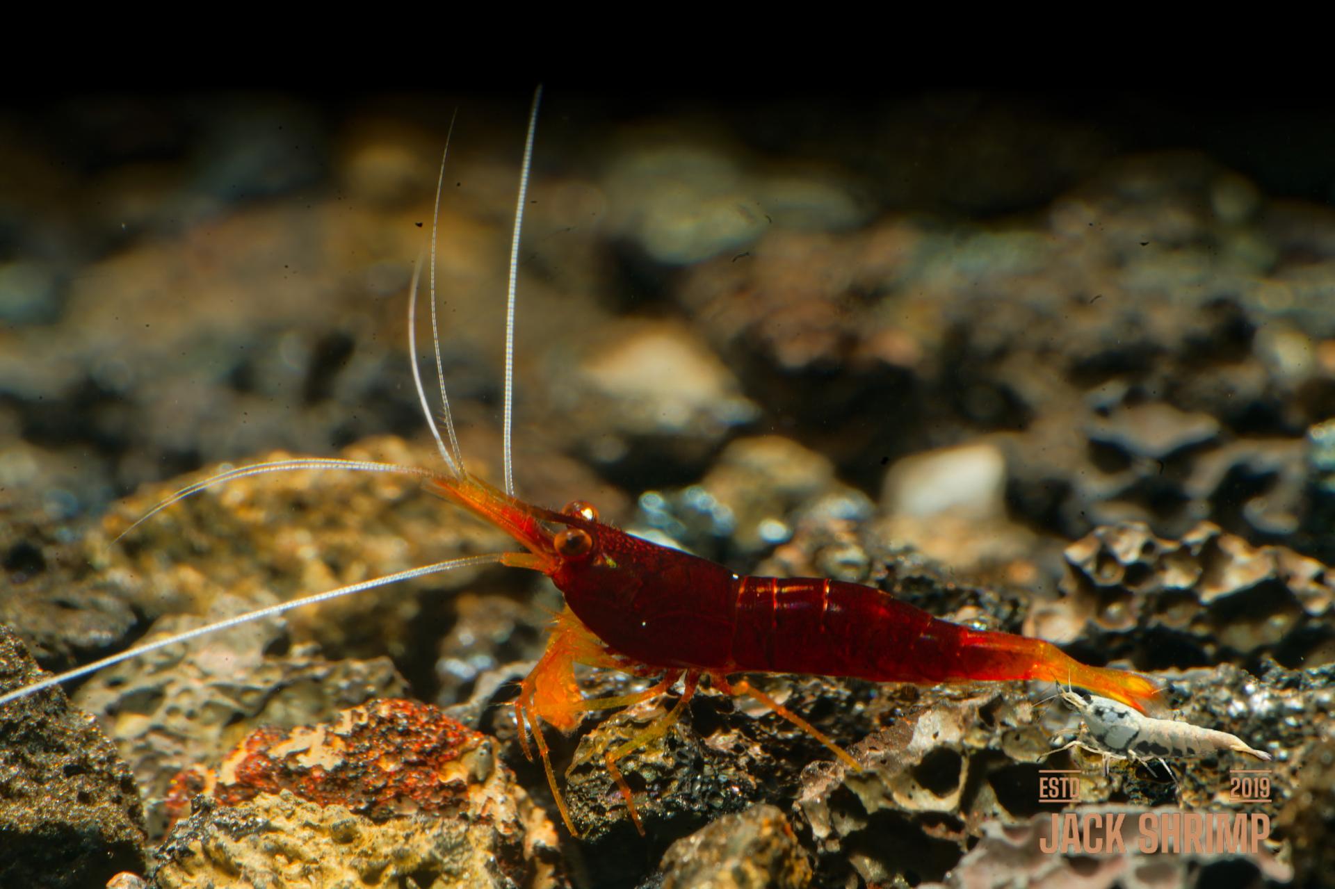 Yellow Nose (Caridina spinata)