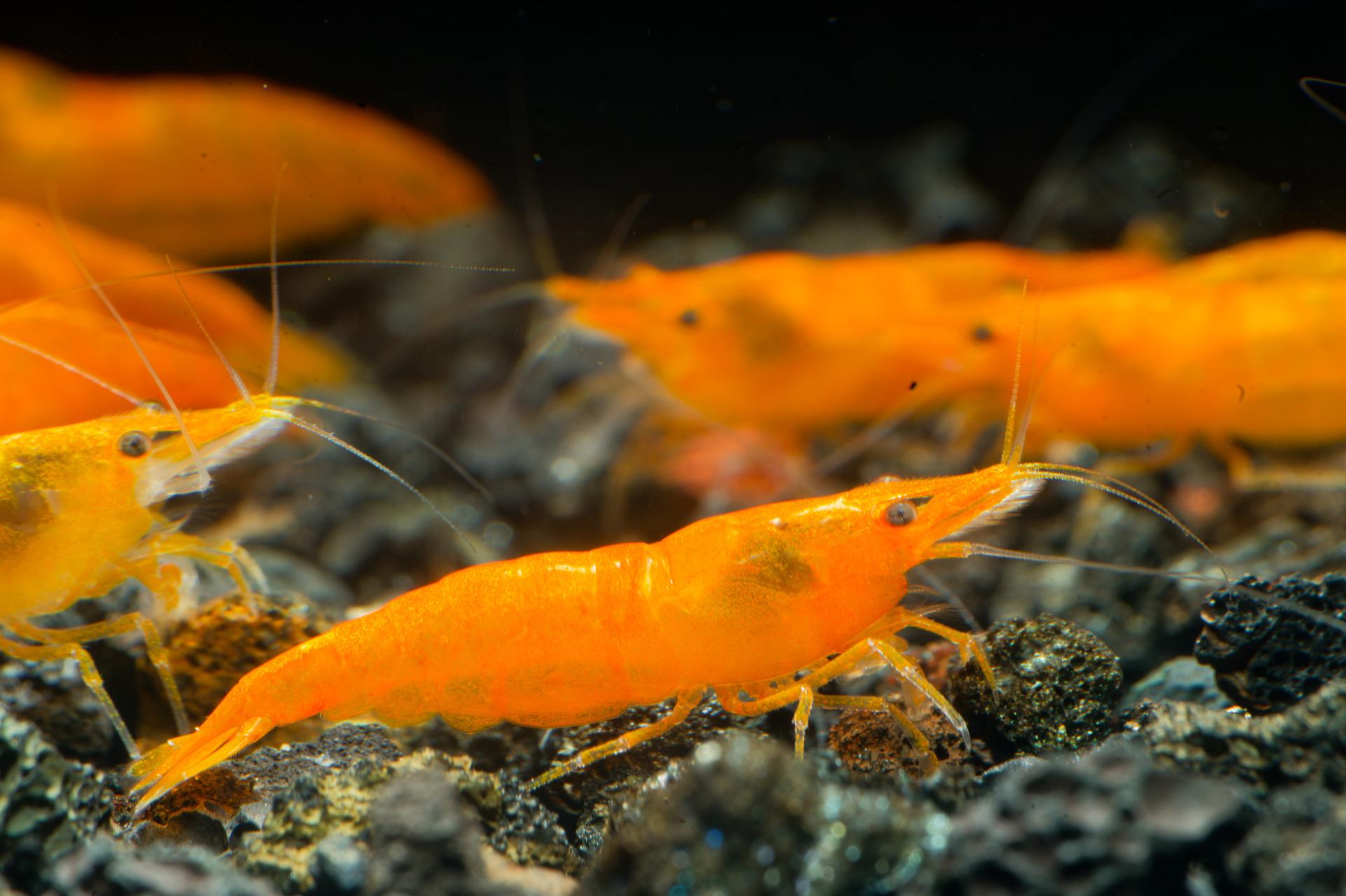 Neos Orange 10