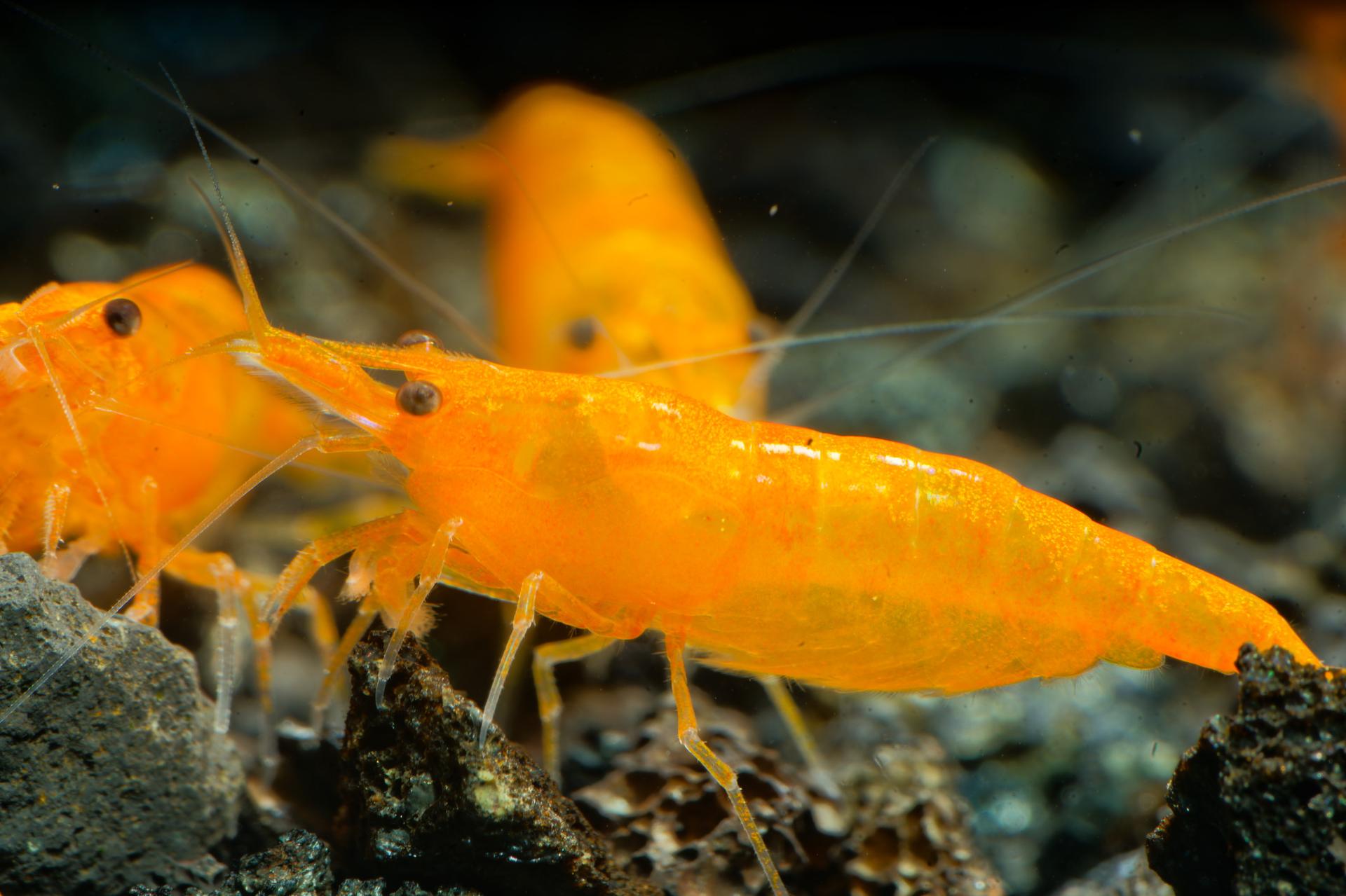 Neos Orange 3