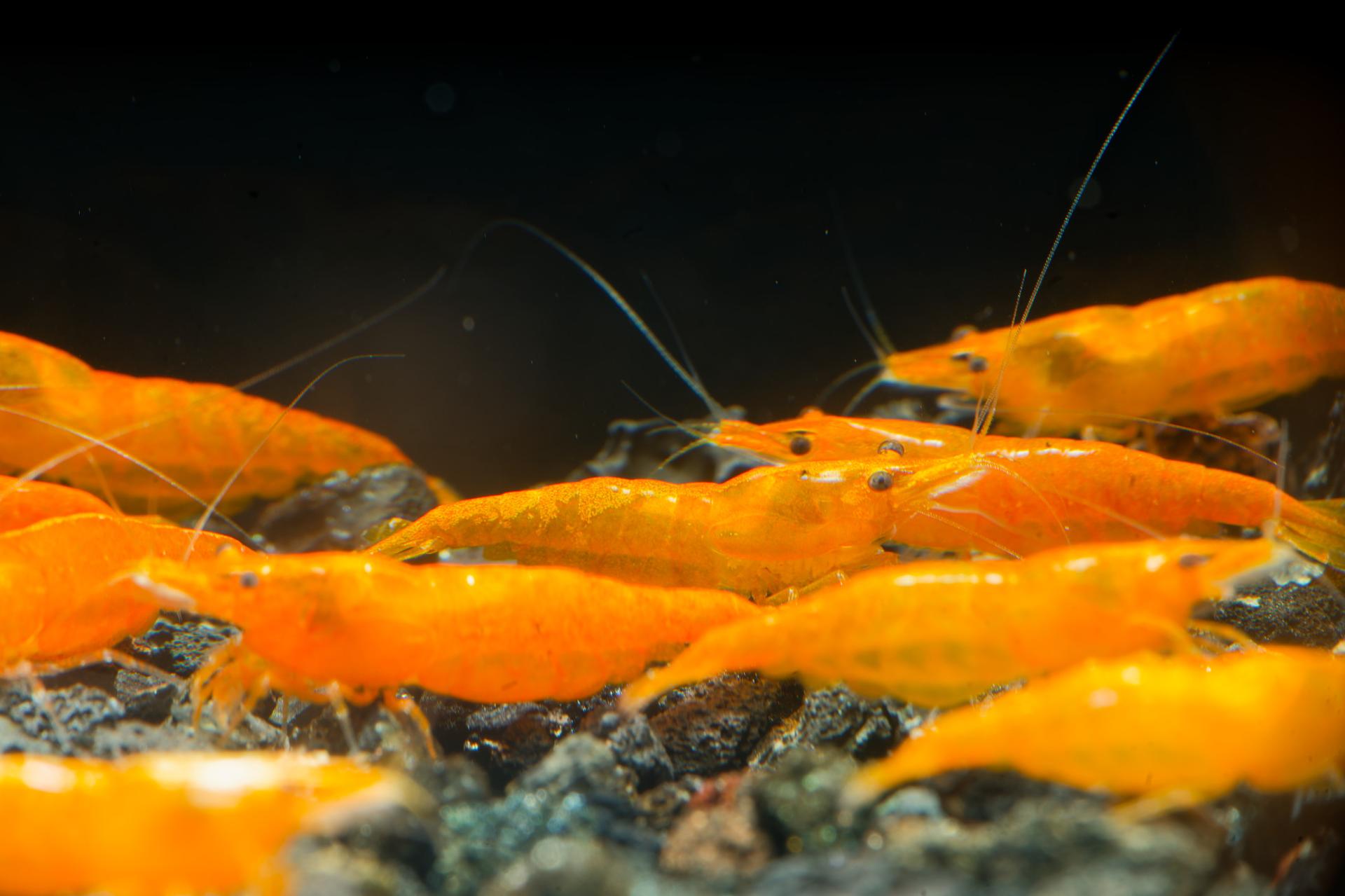 Neos Orange 7