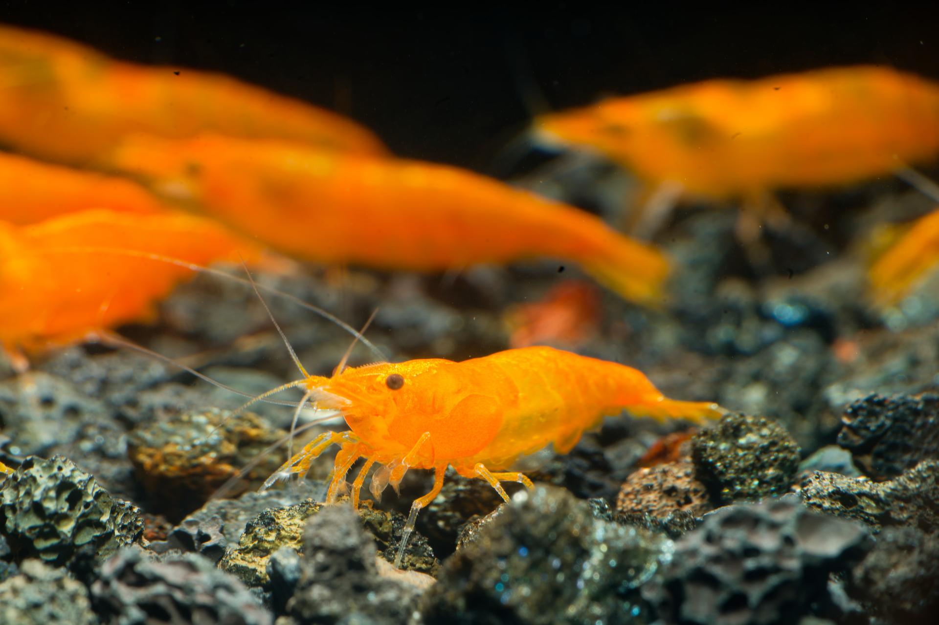 Neos Orange 8