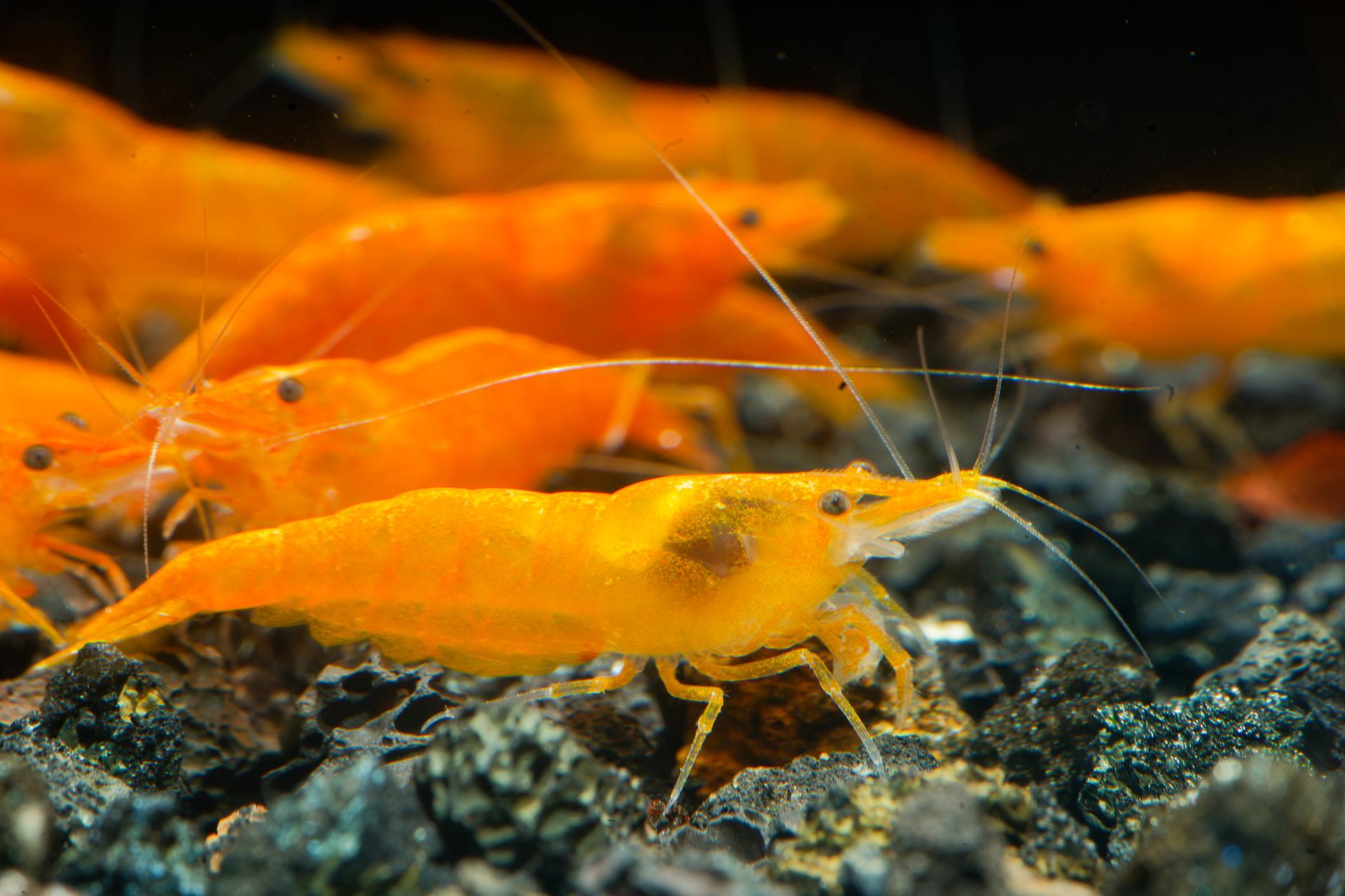 Neos Orange 11