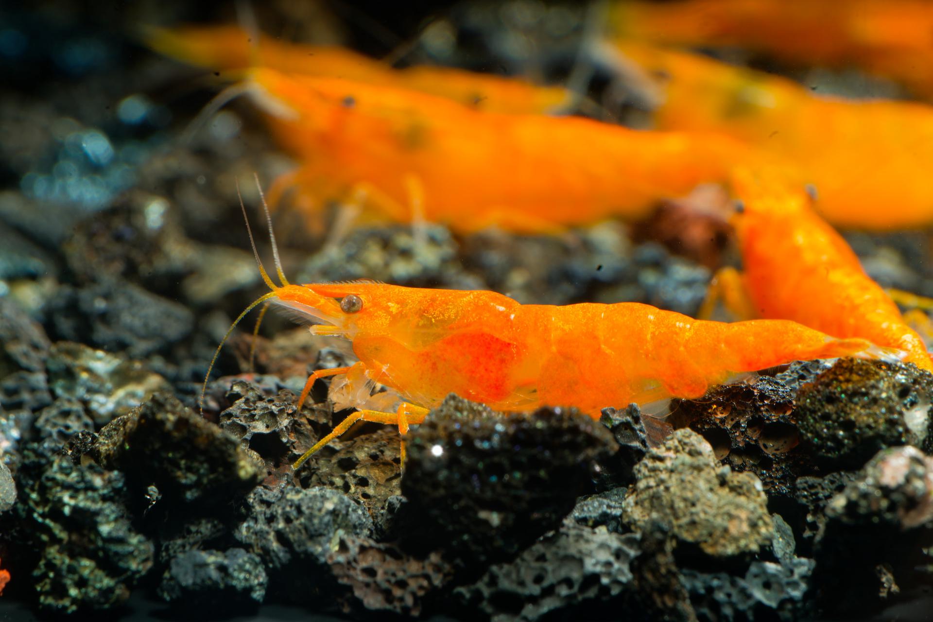 Neos Orange 5