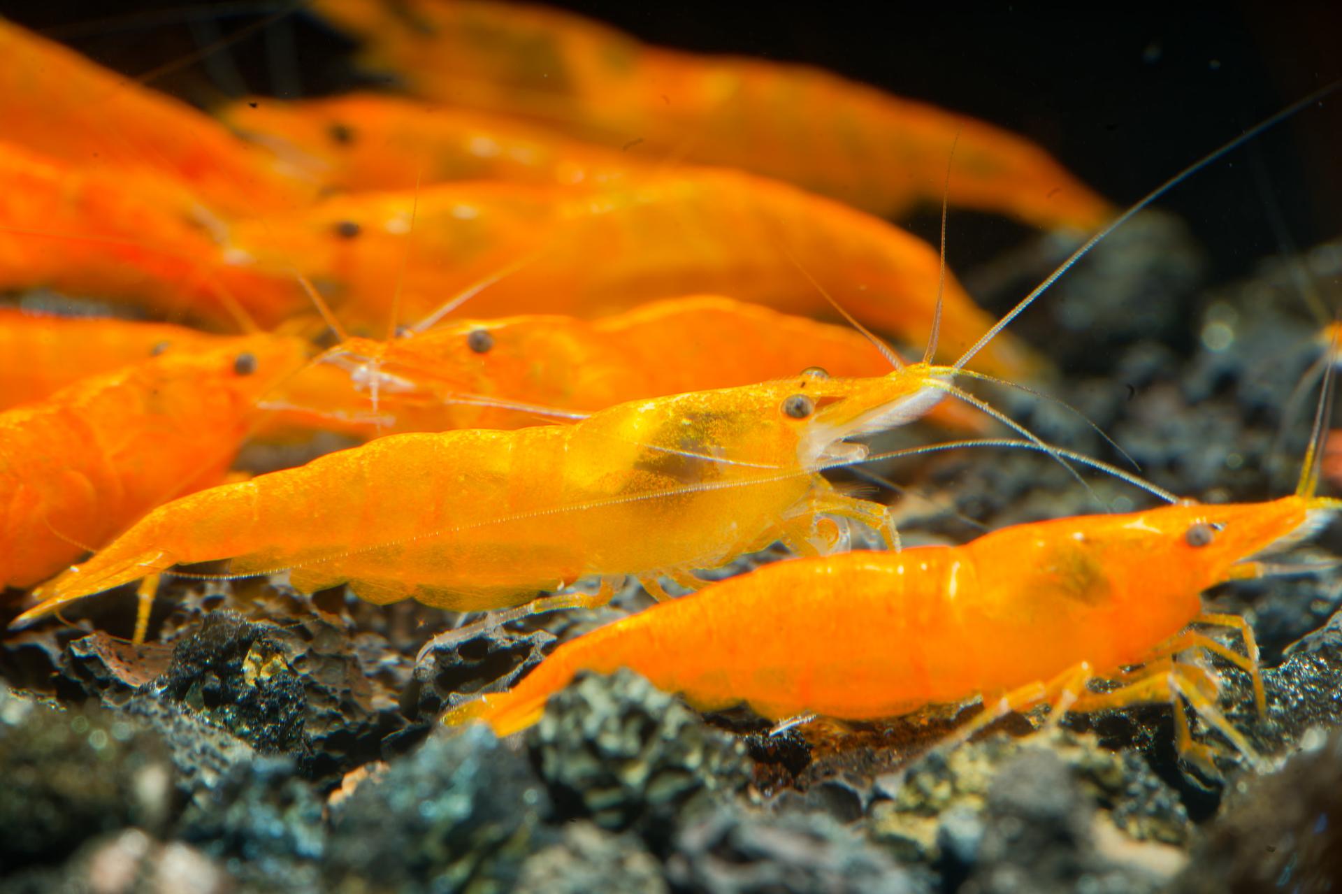 Neos Orange 9