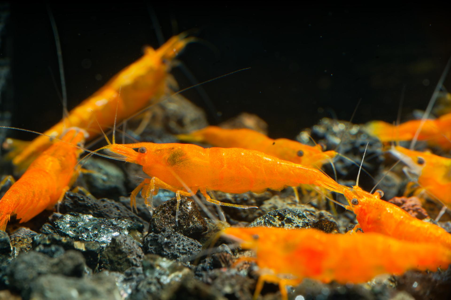 Neos Orange 6
