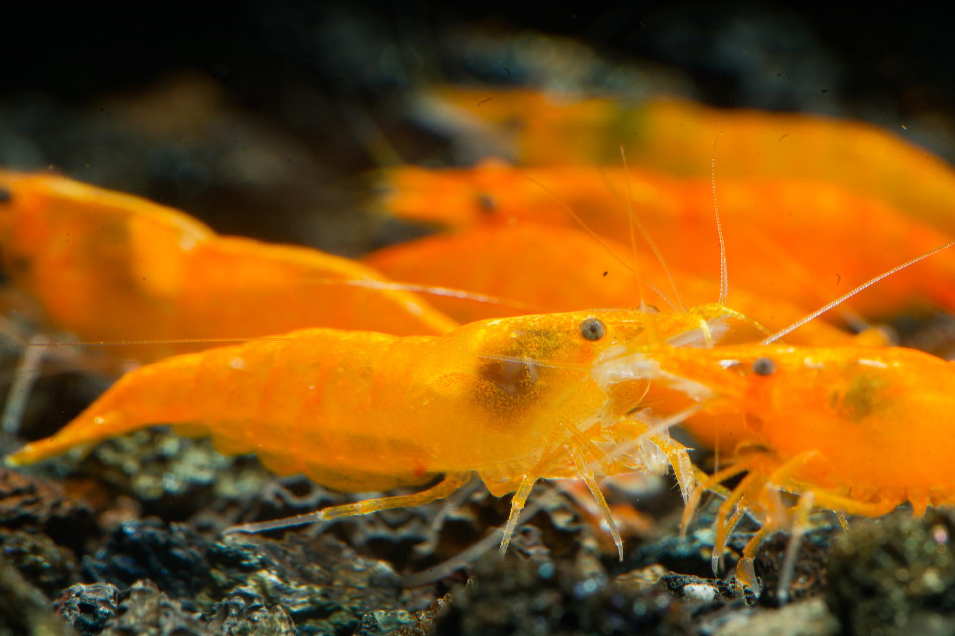 Neos Orange 4