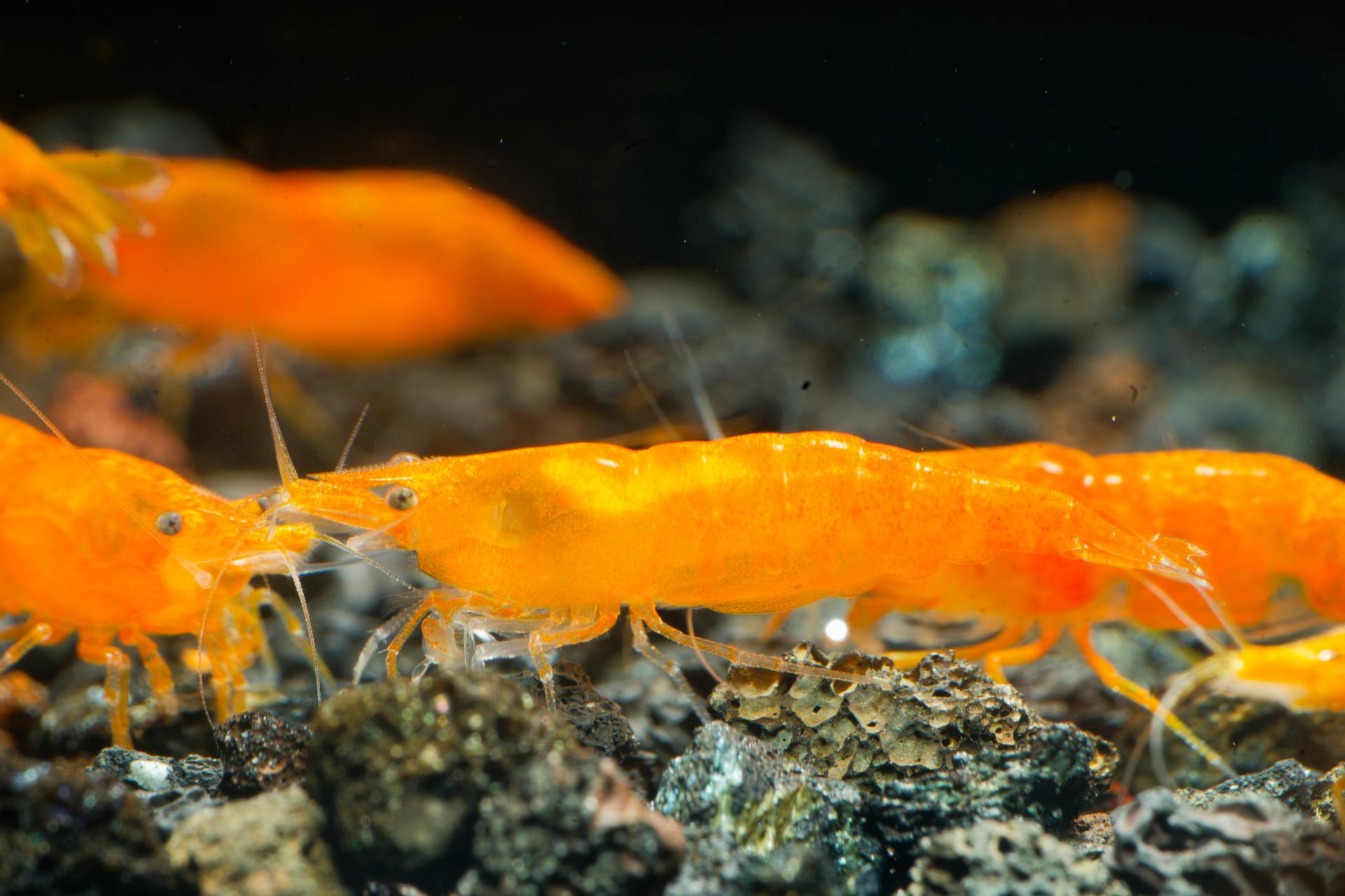 Neos Orange
