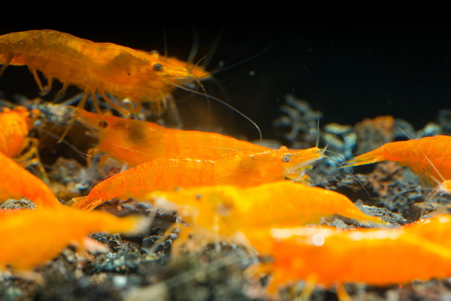 Neos Orange 2