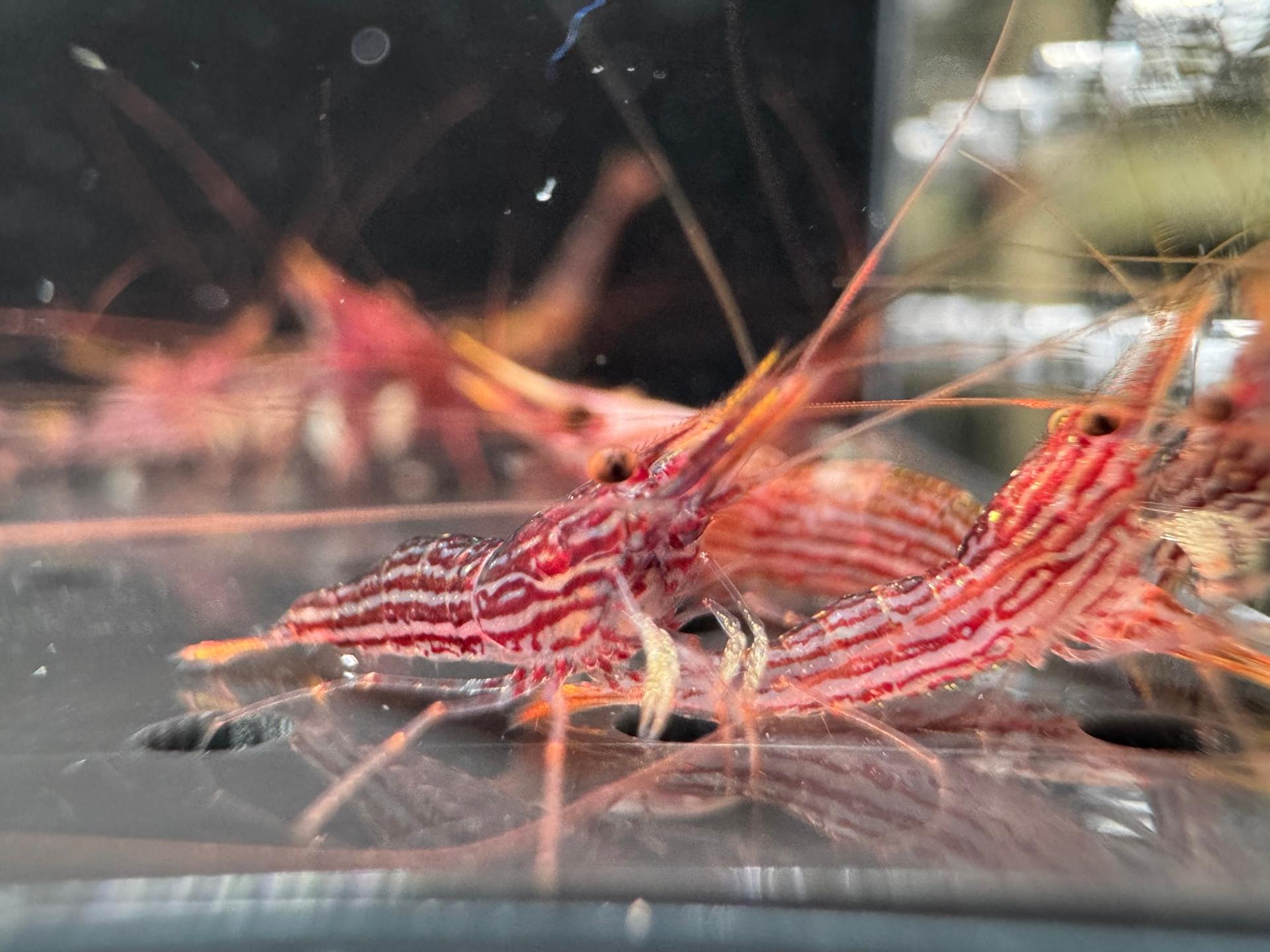 Red Line Yellow Tail tép Sulawesi