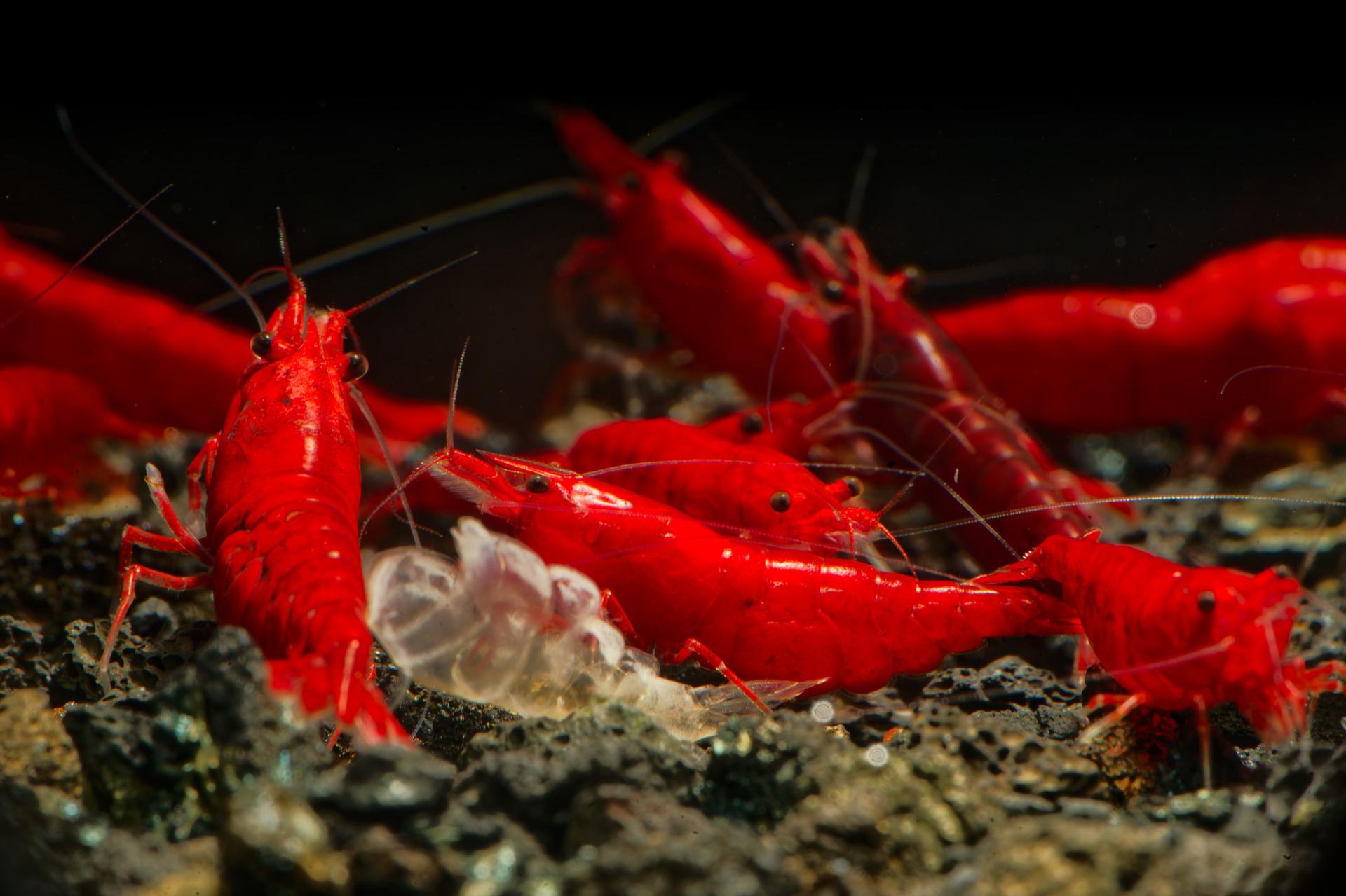 Neos Bloody 2