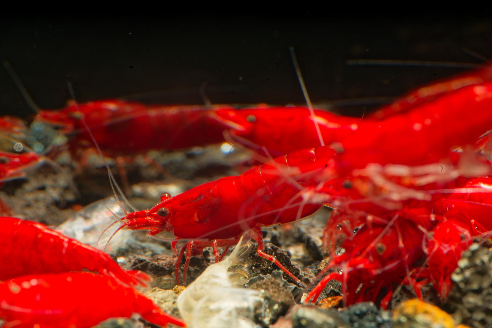 Neos Bloody 10