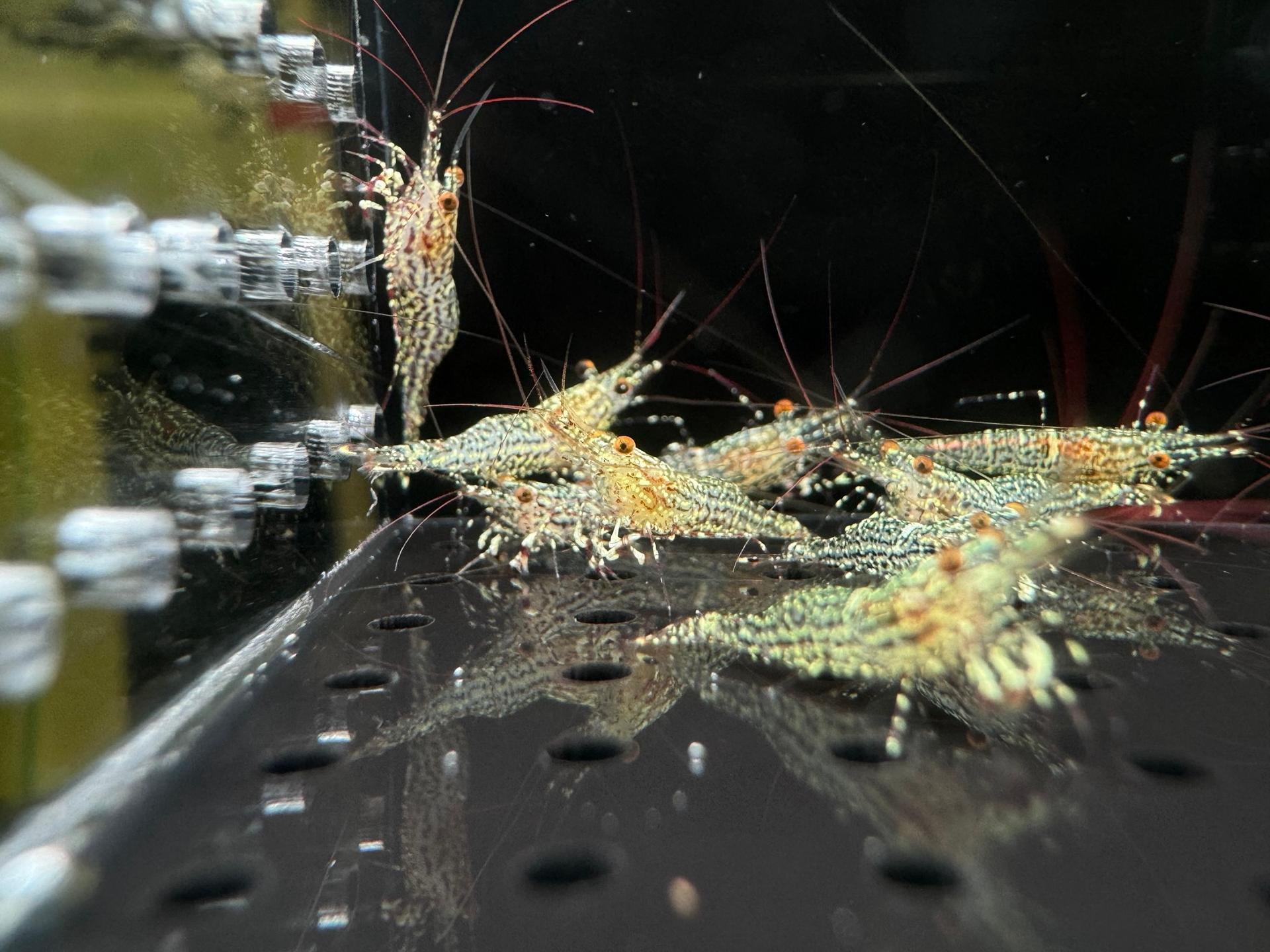 White Orchid Jack Shrimp