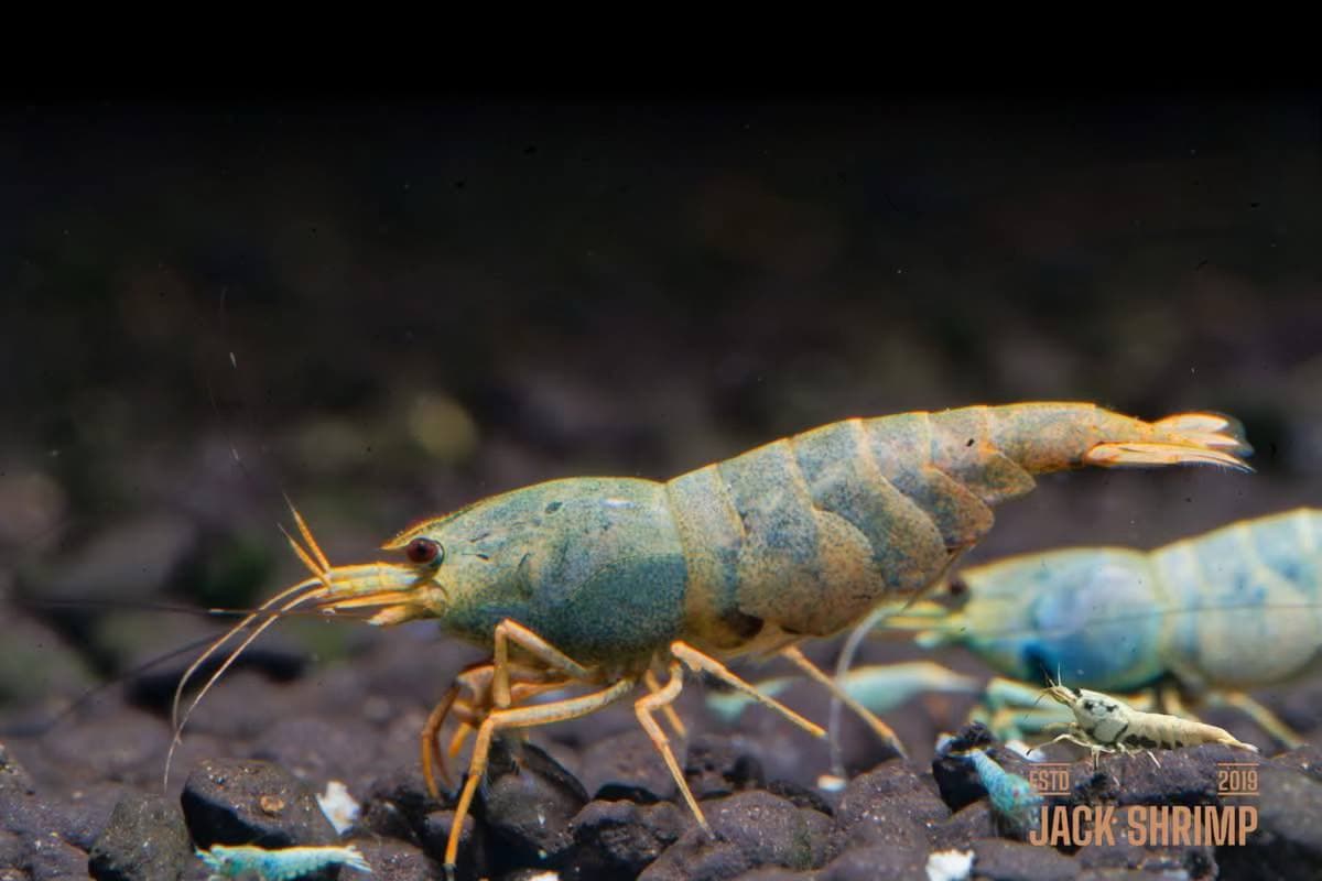 Pastel/Orange Bolt – Taiwan Bee Caridina shrimp | Jack Shrimp Farm