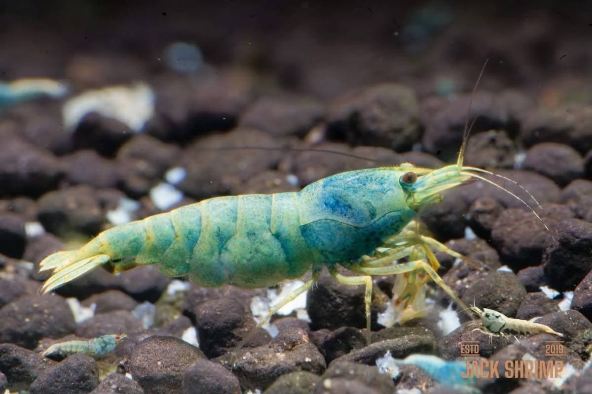 Pastel/Orange Bolt – Taiwan Bee Caridina shrimp | Jack Shrimp Farm