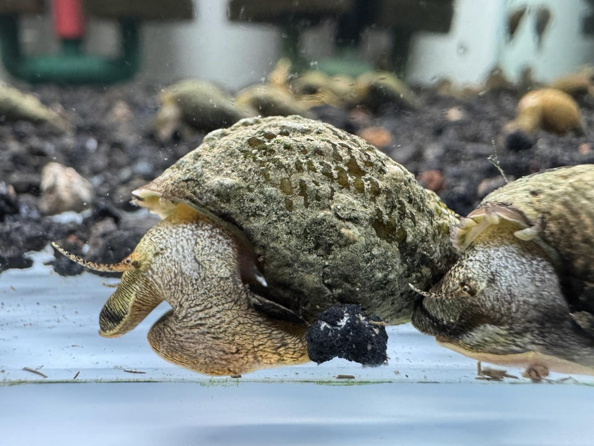 Ốc Sula Rigget