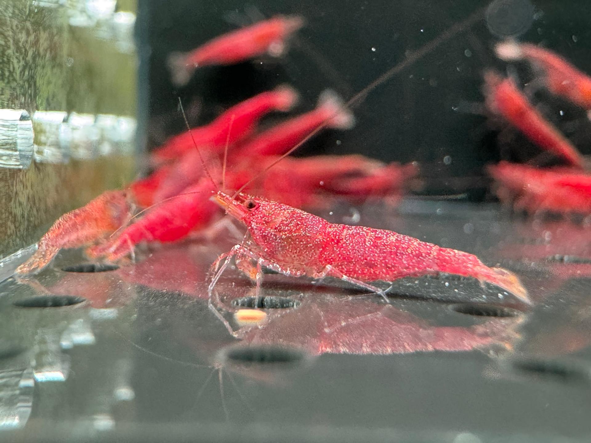 Extreme Tiny Red Sulawesi